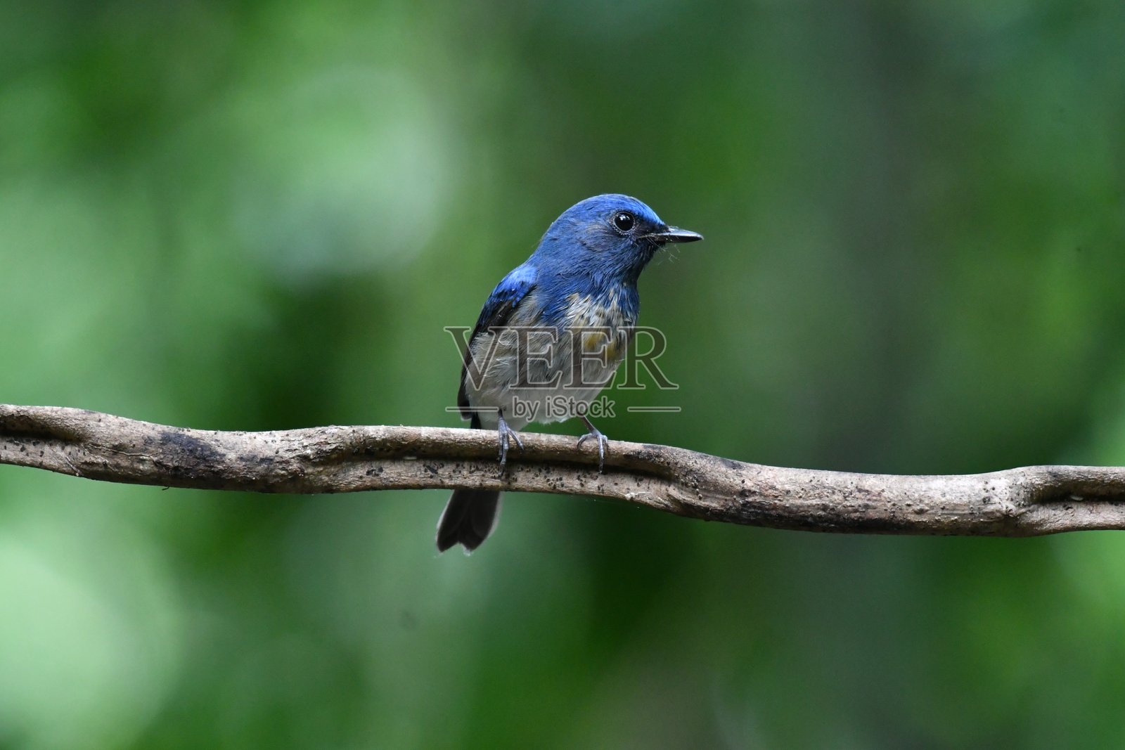 海南蓝鹟照片摄影图片