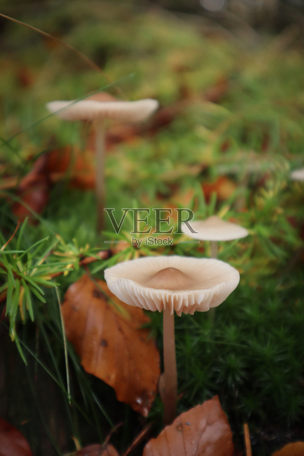 森林中的蘑菇照片摄影图片