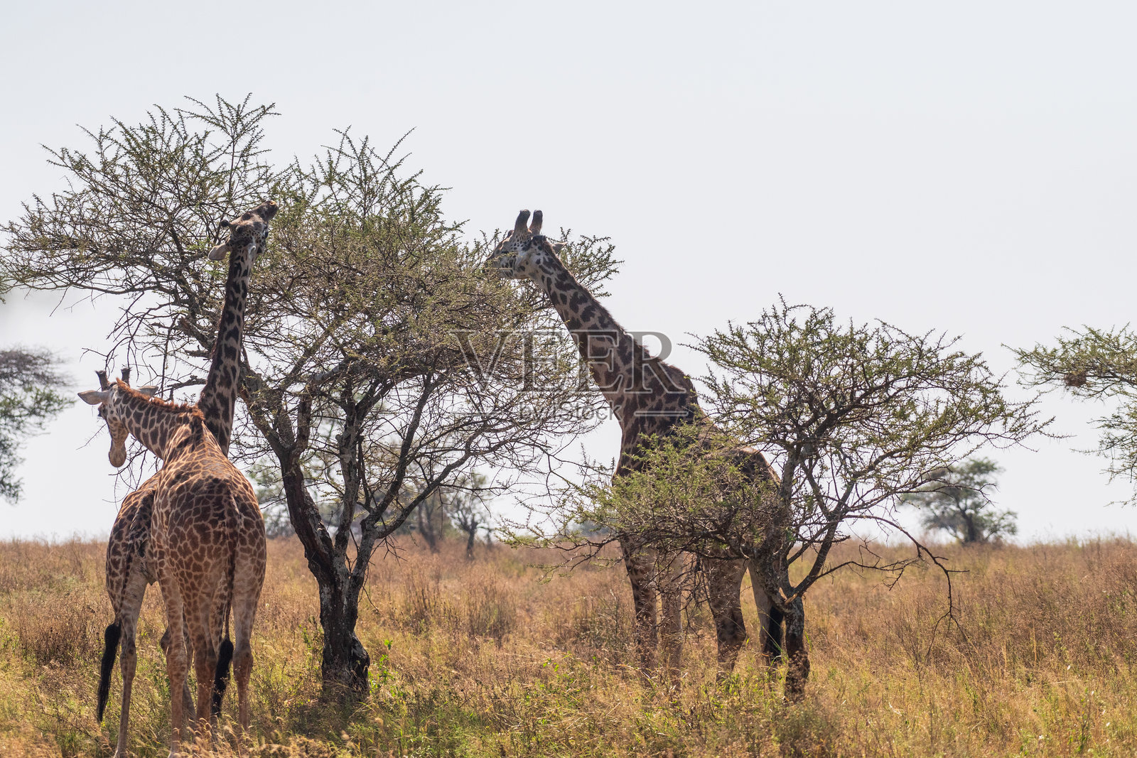 塞伦盖蒂的马赛长颈鹿照片摄影图片