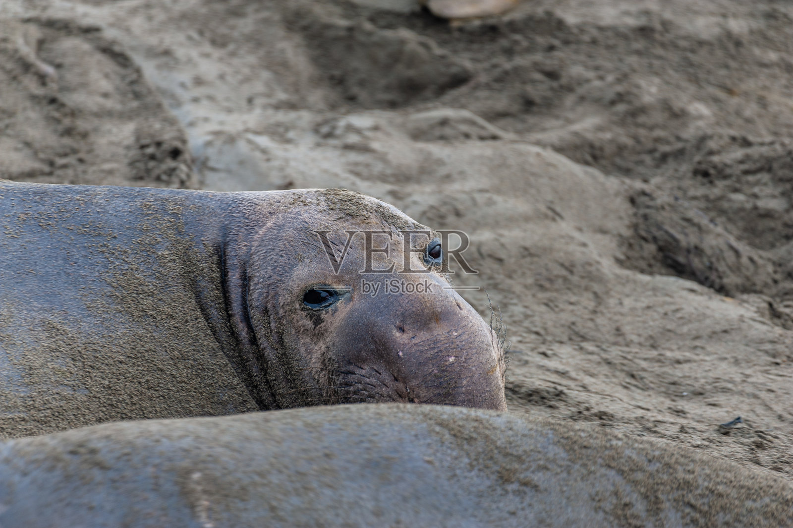 在海象观景点照片摄影图片