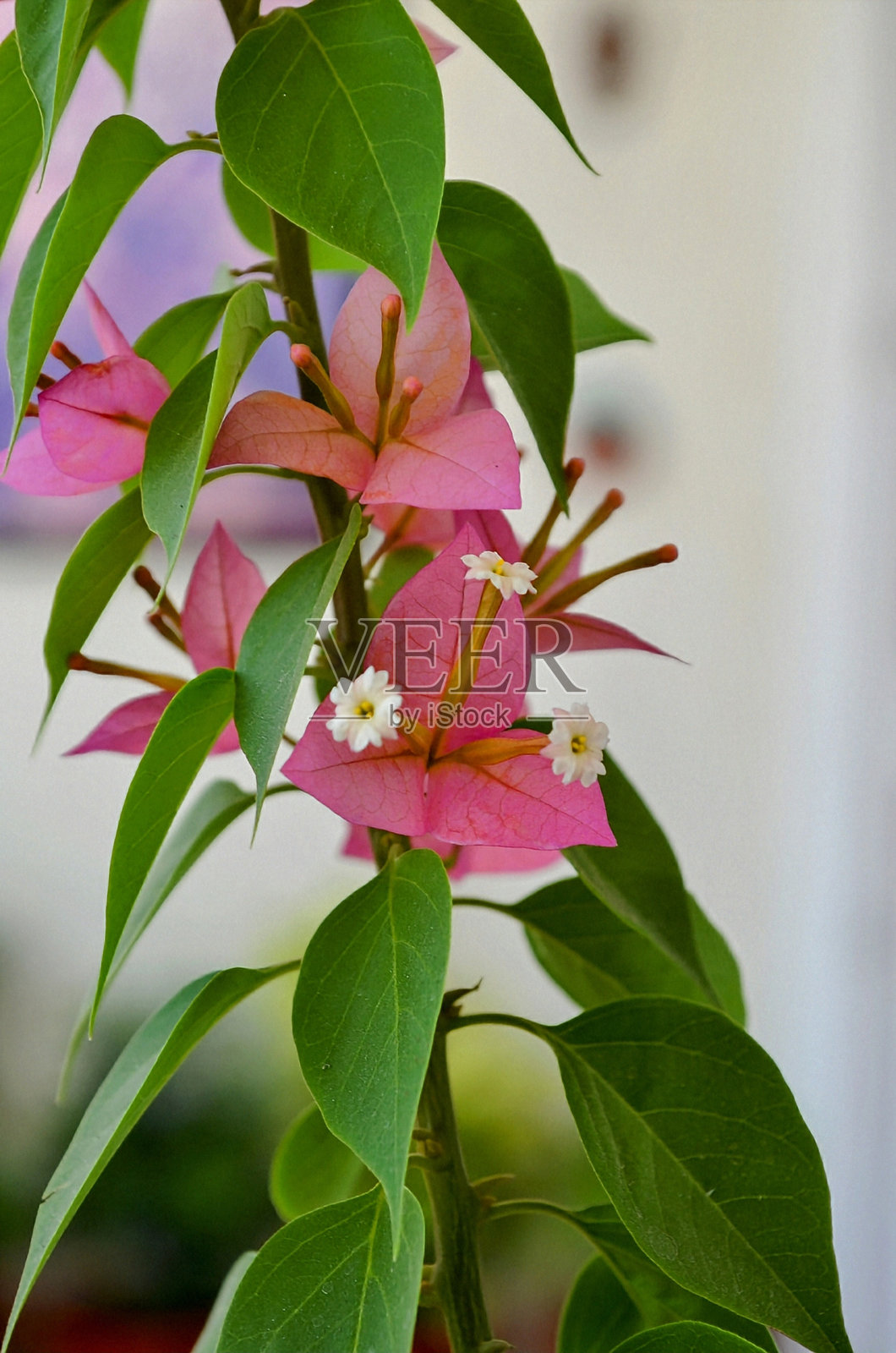 九重葛是一种带刺的观赏藤本植物、灌木或树木。花序由大型多彩的苞片组成，包围着三朵简单的蜡质花朵。粉色花朵。照片摄影图片