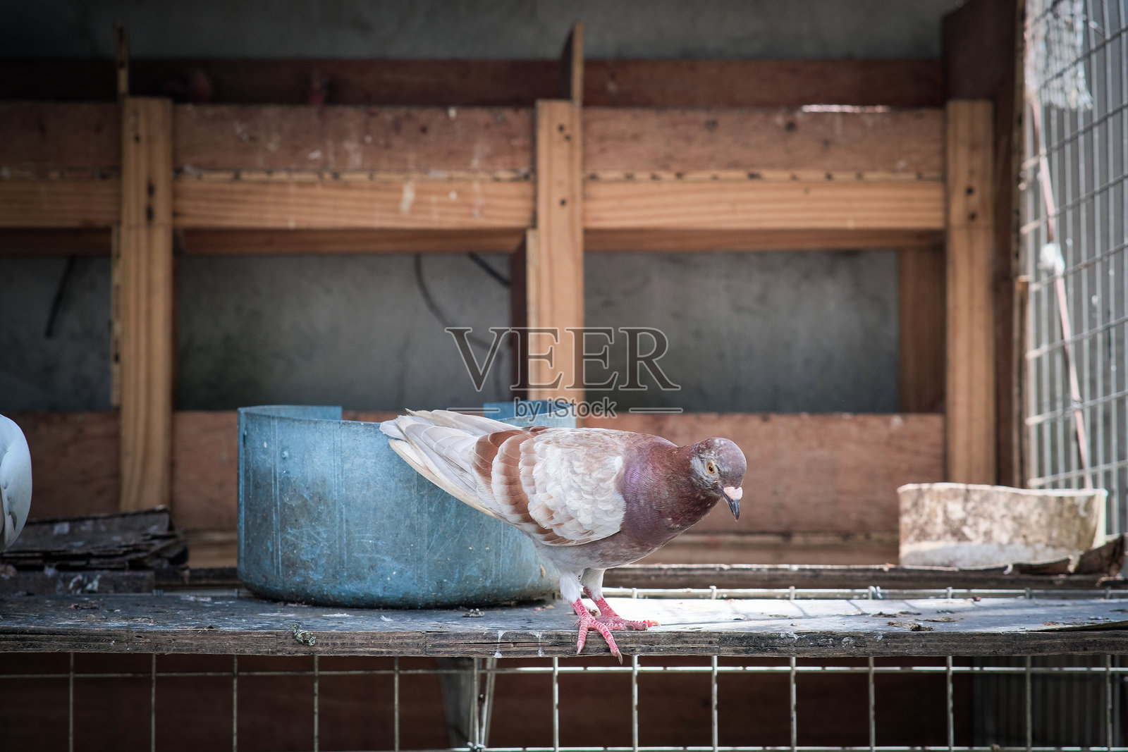 一只鸽子栖息在鸟笼上。照片摄影图片