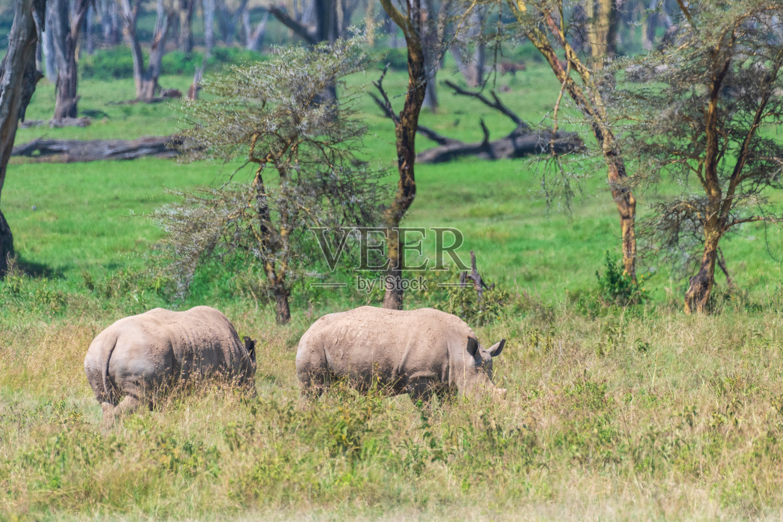 纳库鲁湖国家公园的两只白色犀牛照片摄影图片