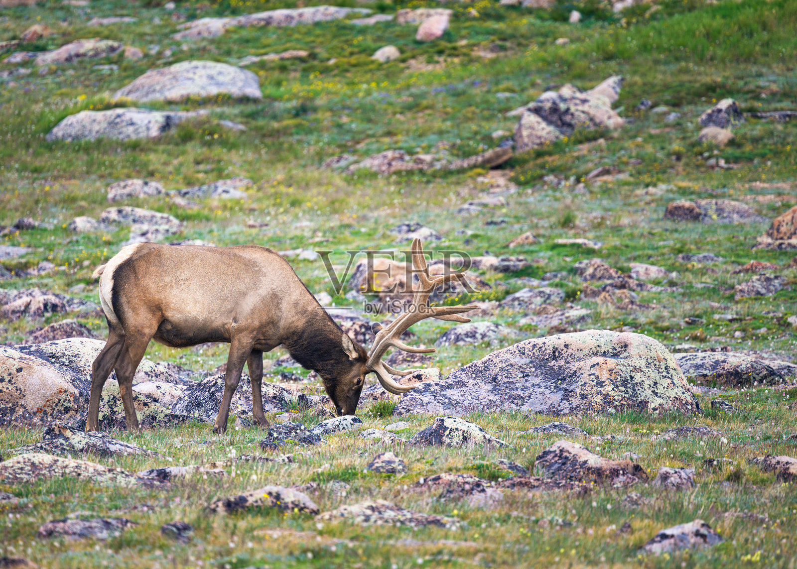 公牛麋鹿照片摄影图片