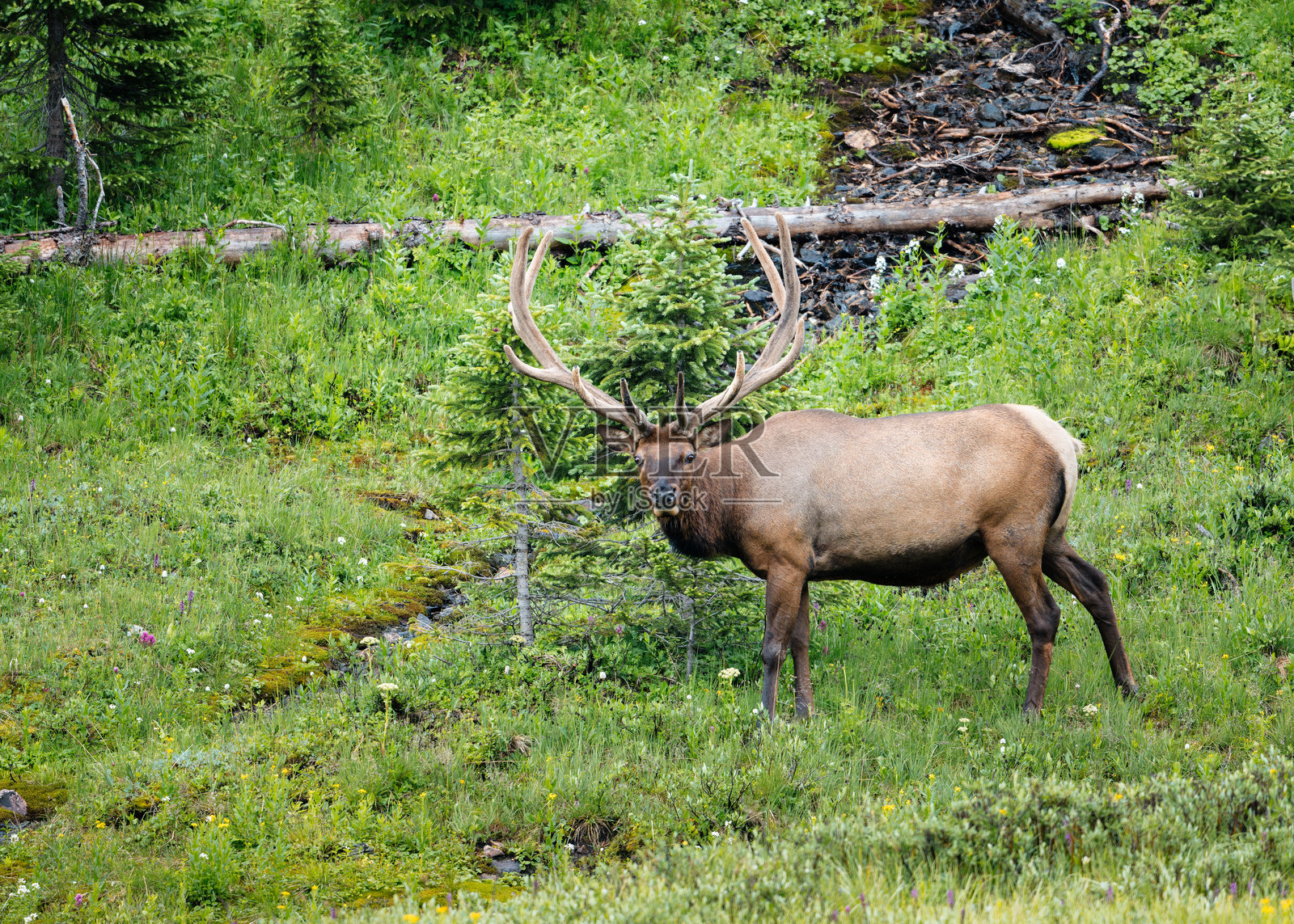 雄麋鹿照片摄影图片