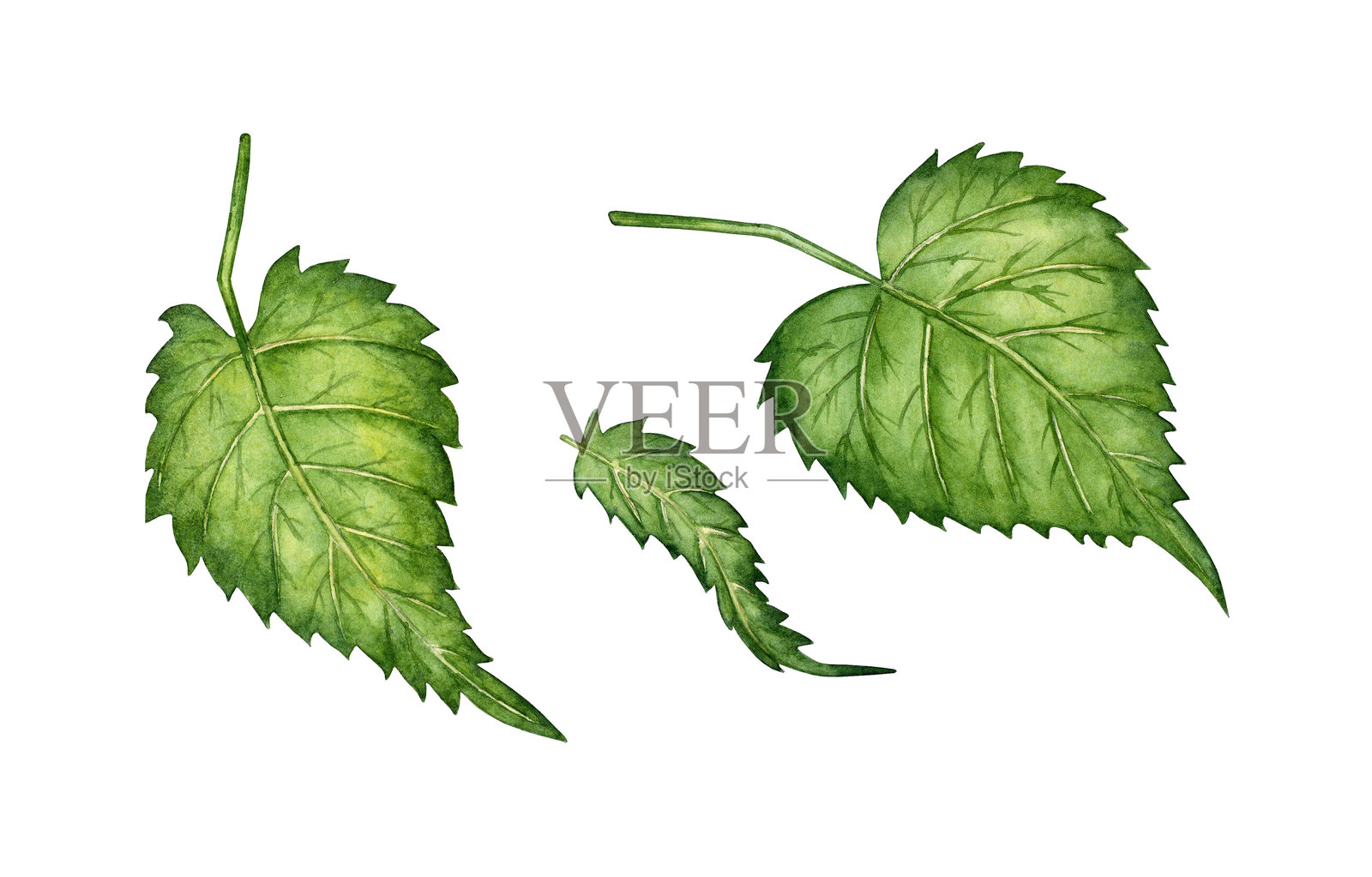 绿色啤酒花叶子水彩画插画图片素材