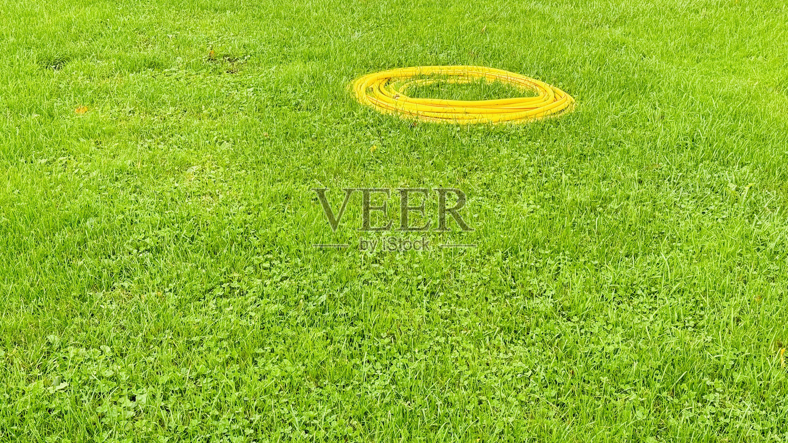 在郁郁葱葱的草地上卷起的黄色水管照片摄影图片