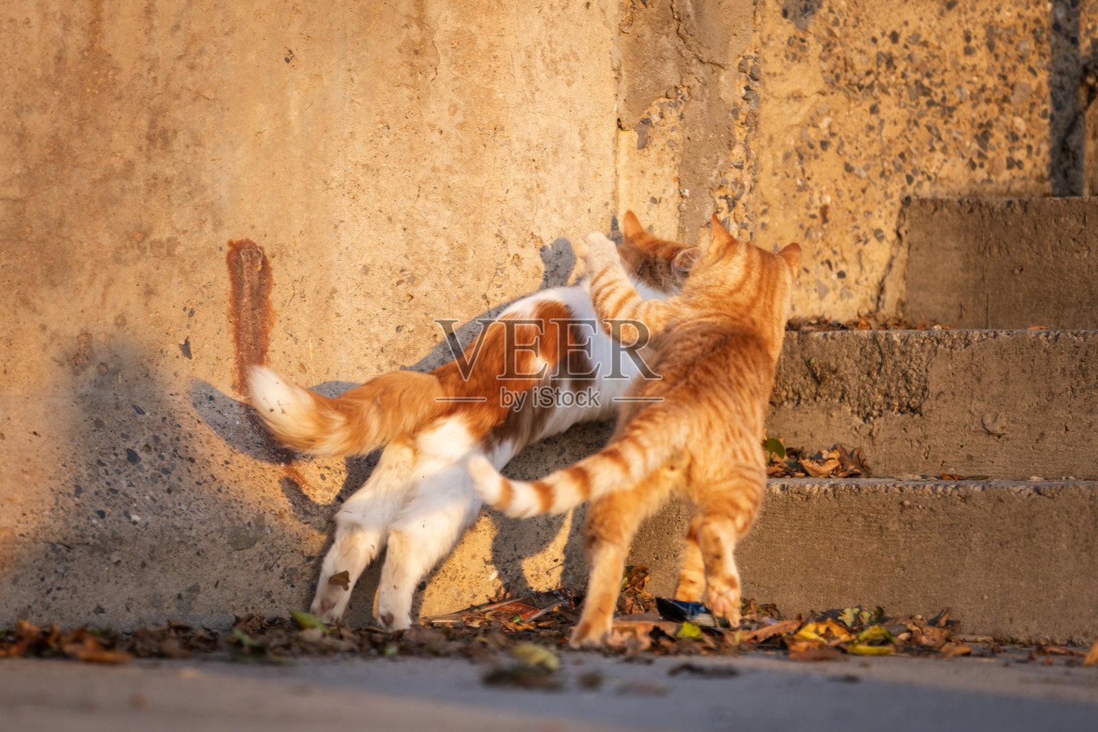 猫在街上打架。照片摄影图片