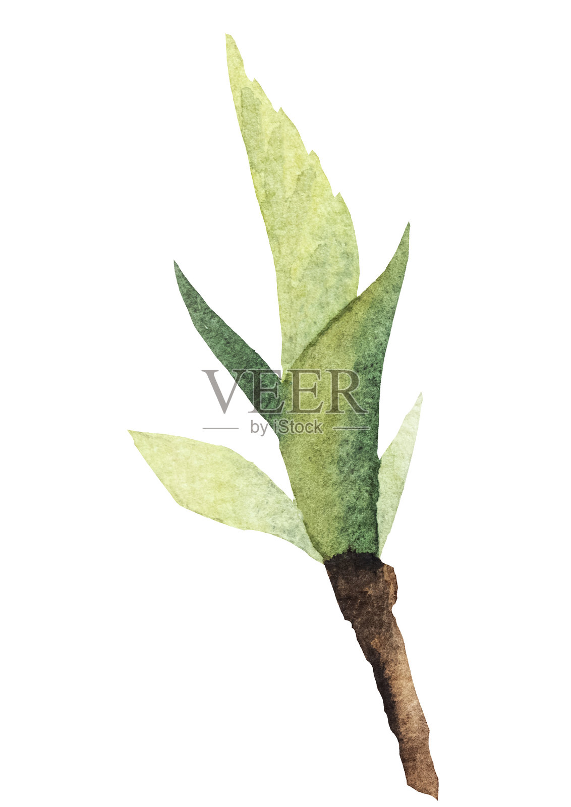 水彩画的树枝与绿色樱桃叶子，孤立插图，婚礼元素插画图片素材