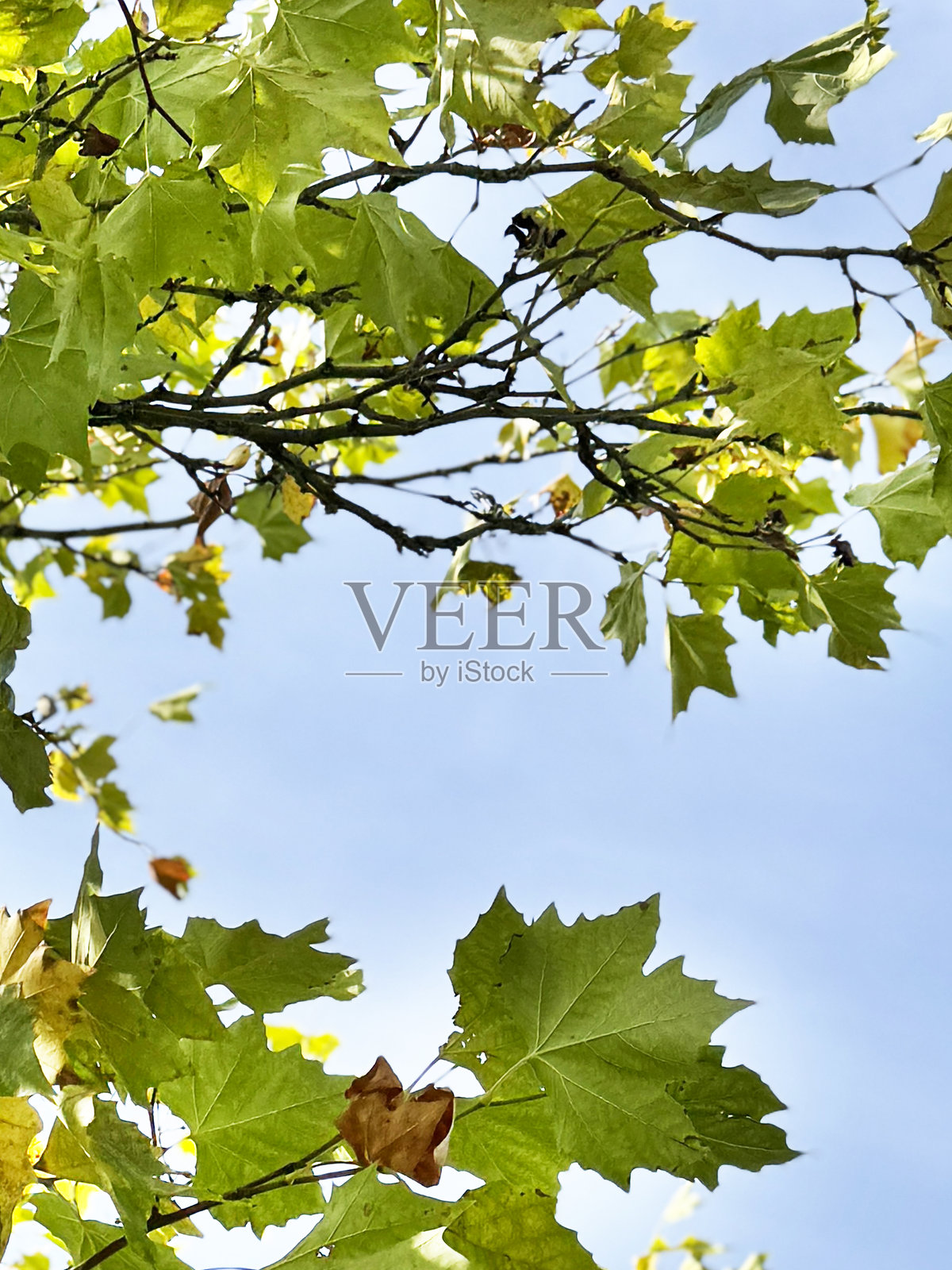 伦敦悬铃木树冠特写：秋季树叶和蓝色天空照片摄影图片