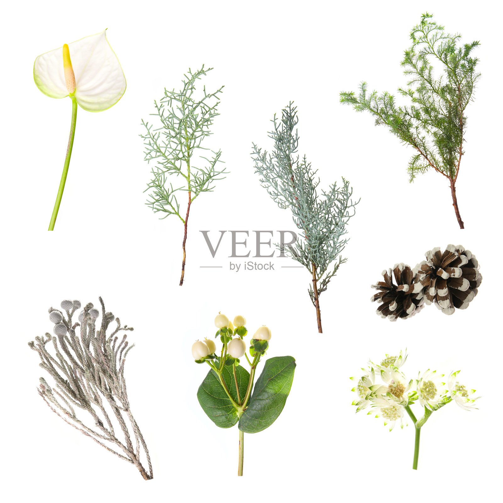 冬季花束的花卉和植物的植物背景照片摄影图片