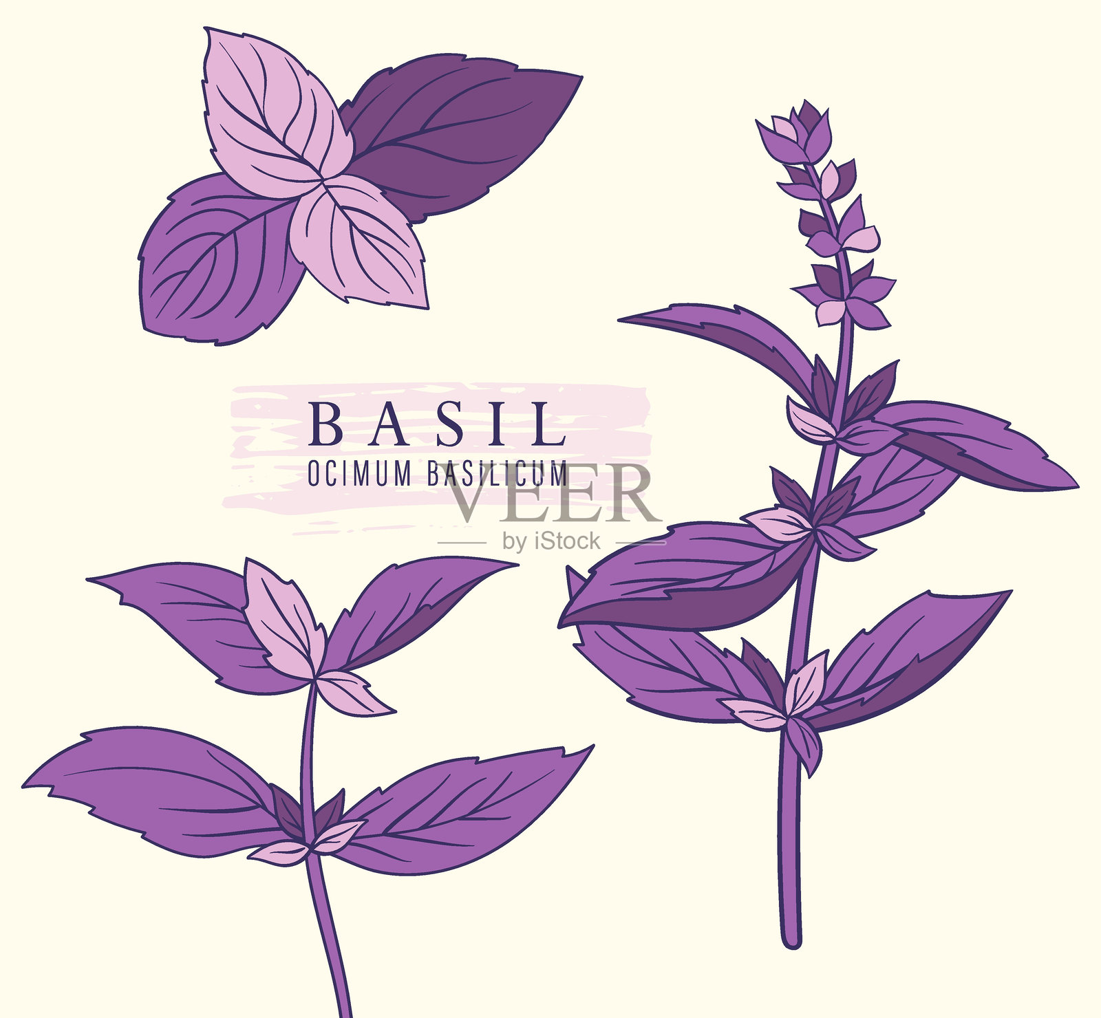 新鲜生紫罗勒草。平面手绘生动线条植物矢量插图插画图片素材