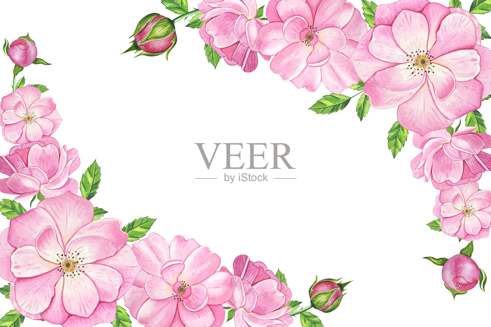 粉色茶玫瑰框架。手绘水彩插图插画图片素材