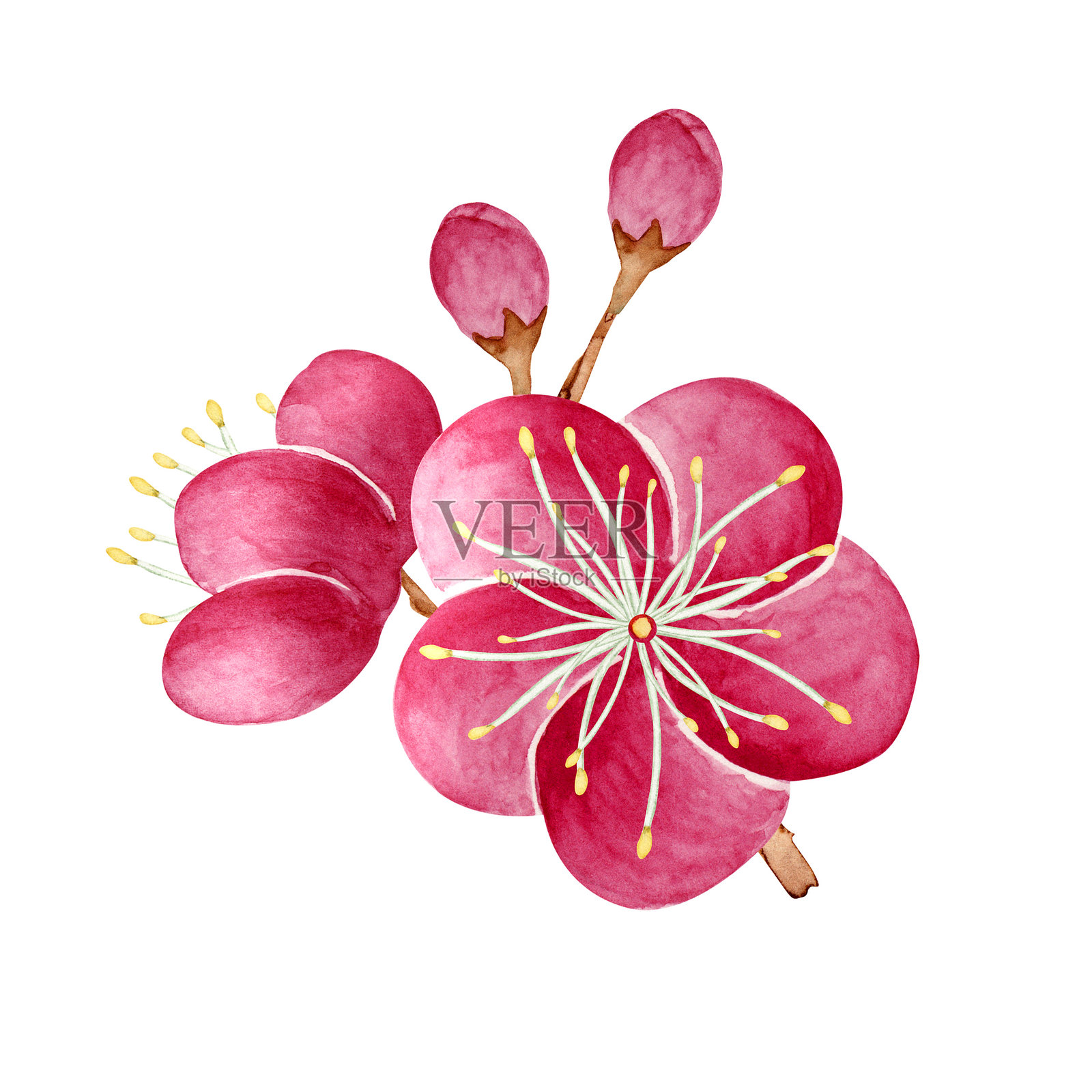 红梅的水彩插图插画图片素材