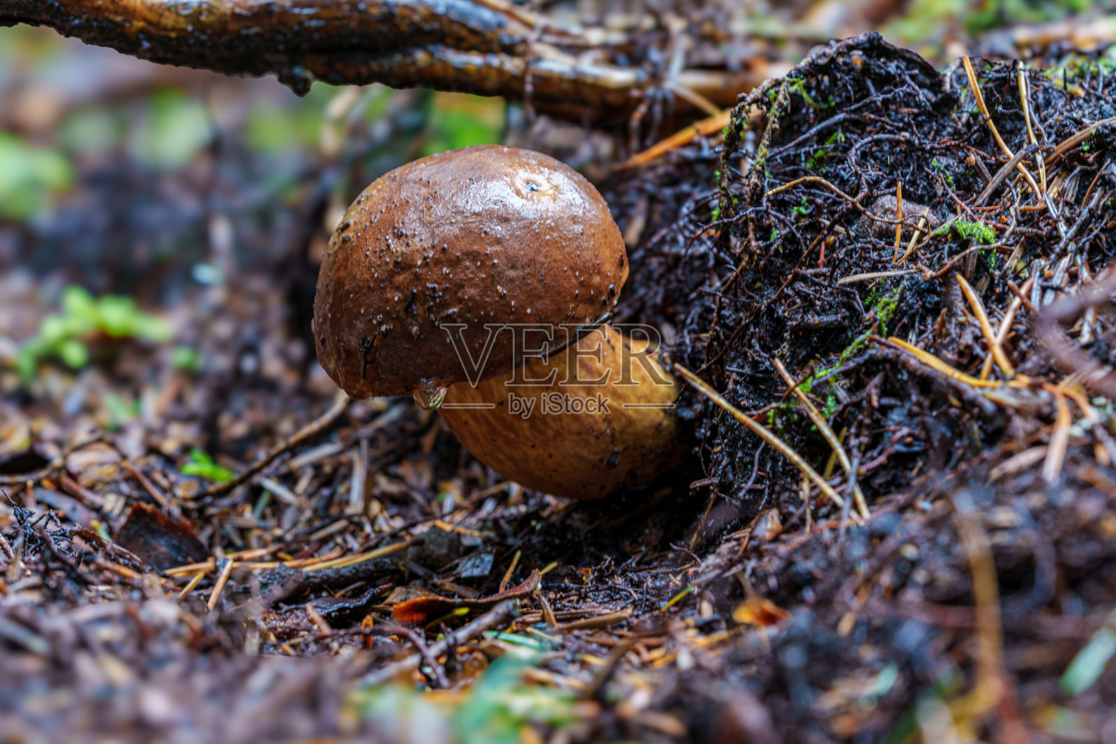 野生的棕色牛肝菌（Imleria badia，Boletus badius）在森林中的树桩上生长，低角度视图。照片摄影图片