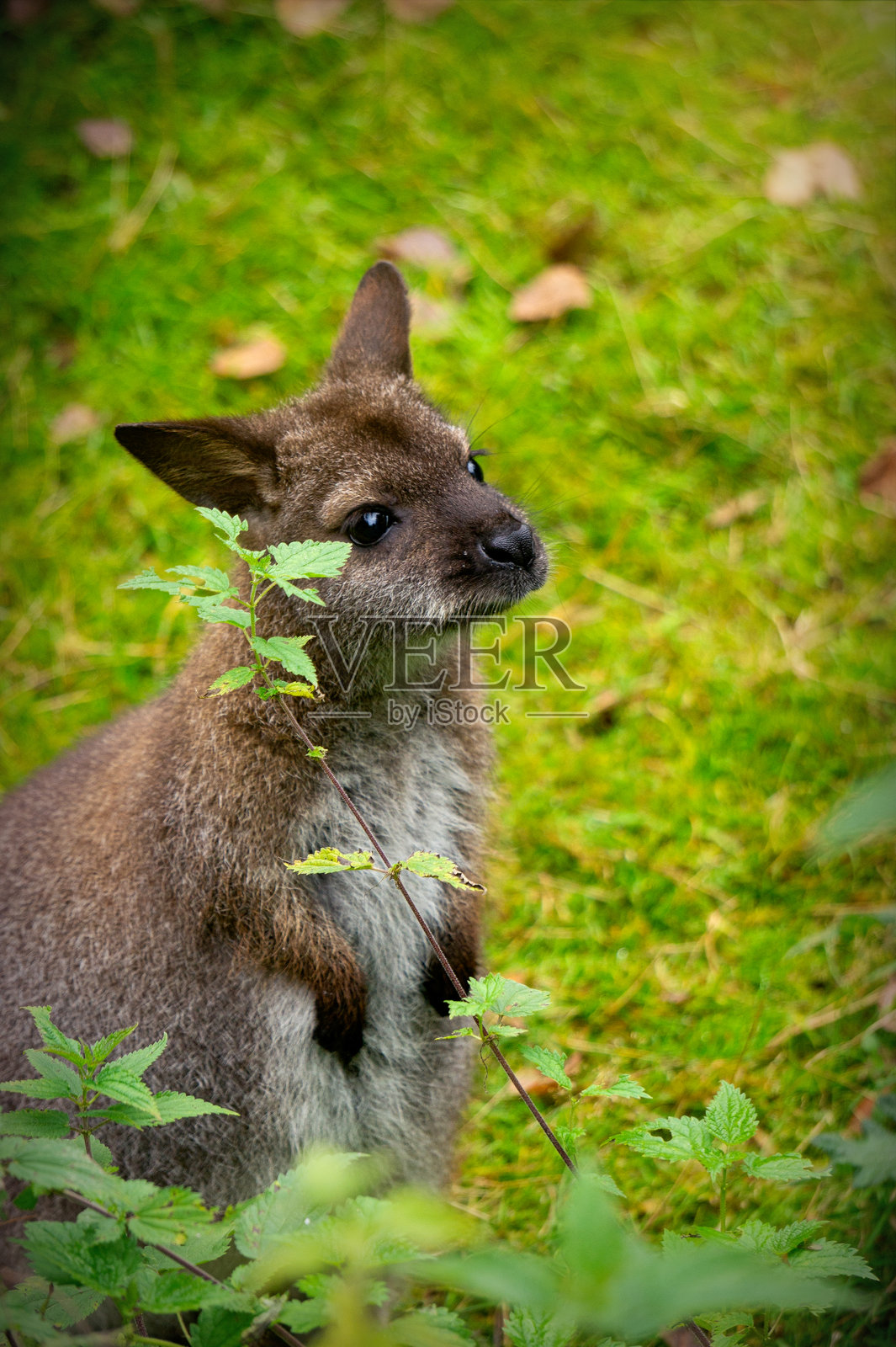 袋鼠小袋鼠在阳光明媚的绿色草地上照片摄影图片