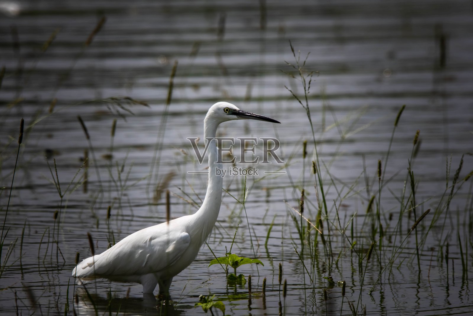宁静的环境营造出如画的景象。照片摄影图片