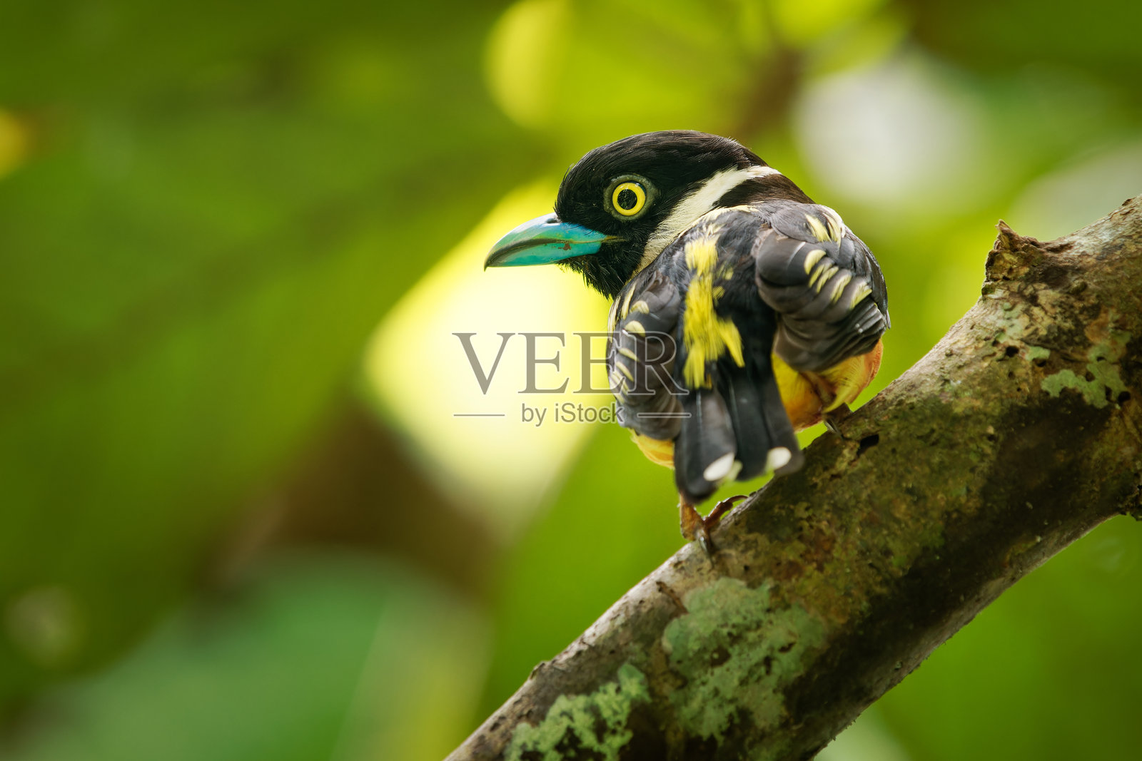 黑黄宽嘴鸟（Eurylaimus ochromalus），小型鸟类，黑色头部，胸带，白色颈带，黄色背部和翅膀，淡红色腹部，鲜艳的蓝色喙，原产于印度尼西亚和马来西亚。照片摄影图片