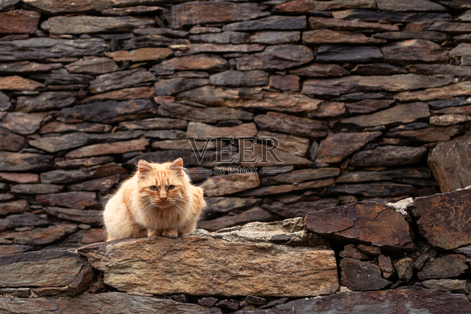 石墙背景上的猫照片摄影图片