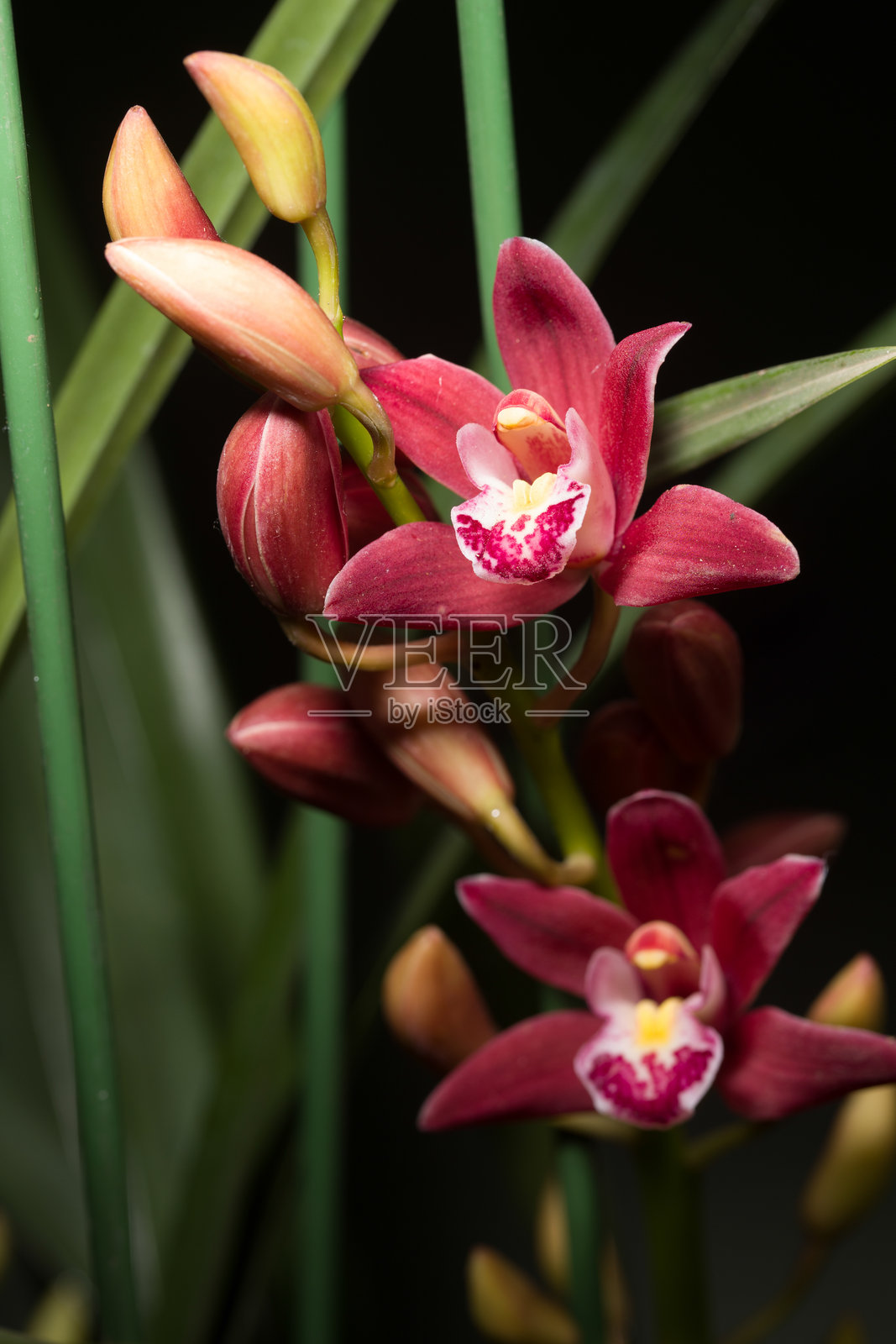 美丽的兰花簇在花瓶中照片摄影图片