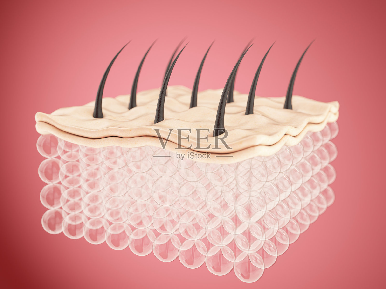 显微镜下的人类头发和皮肤层照片摄影图片