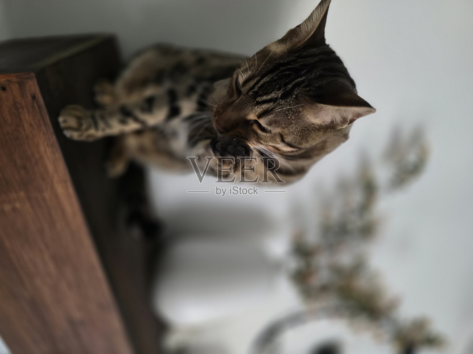 孟加拉猫照片摄影图片