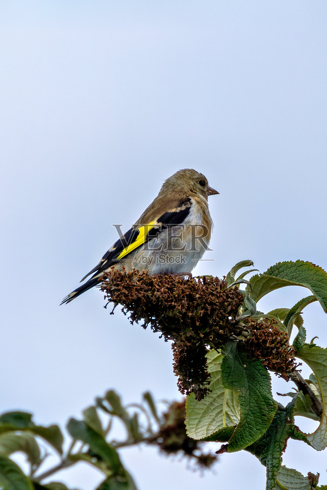 在都柏林北郡发现的欧洲金翅雀（Carduelis carduelis），通常分布于整个欧洲。照片摄影图片