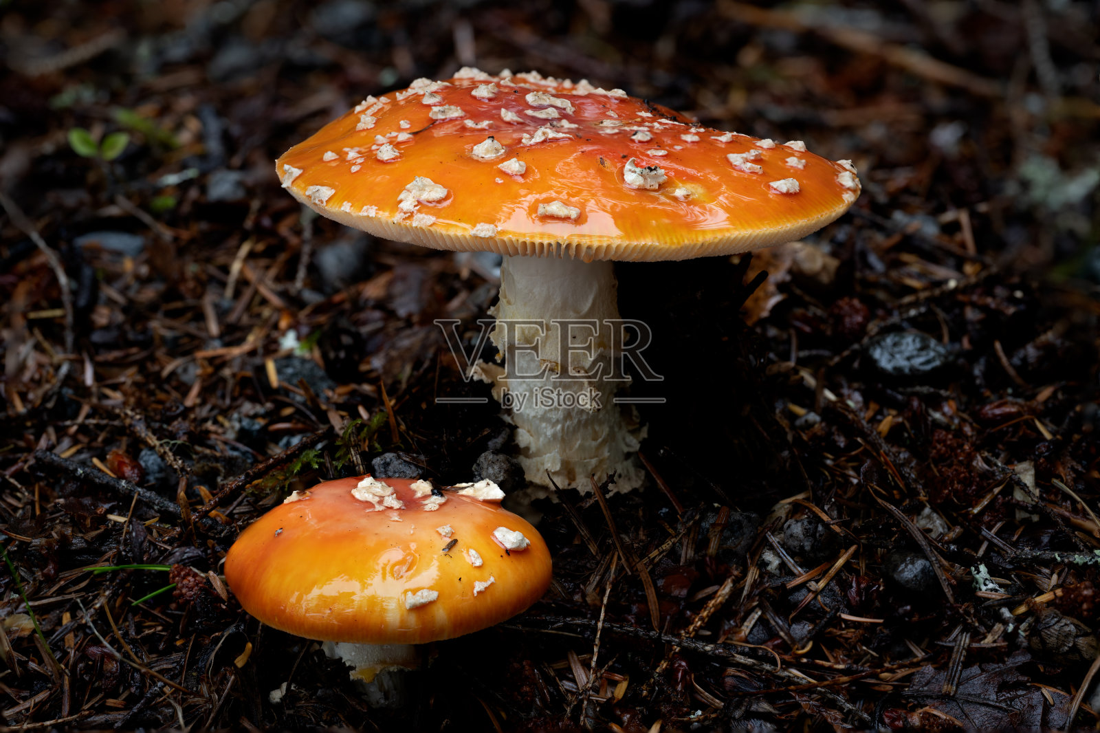 两朵聚焦堆叠的红毒伞，位于加拿大不列颠哥伦比亚省贝拉库拉照片摄影图片