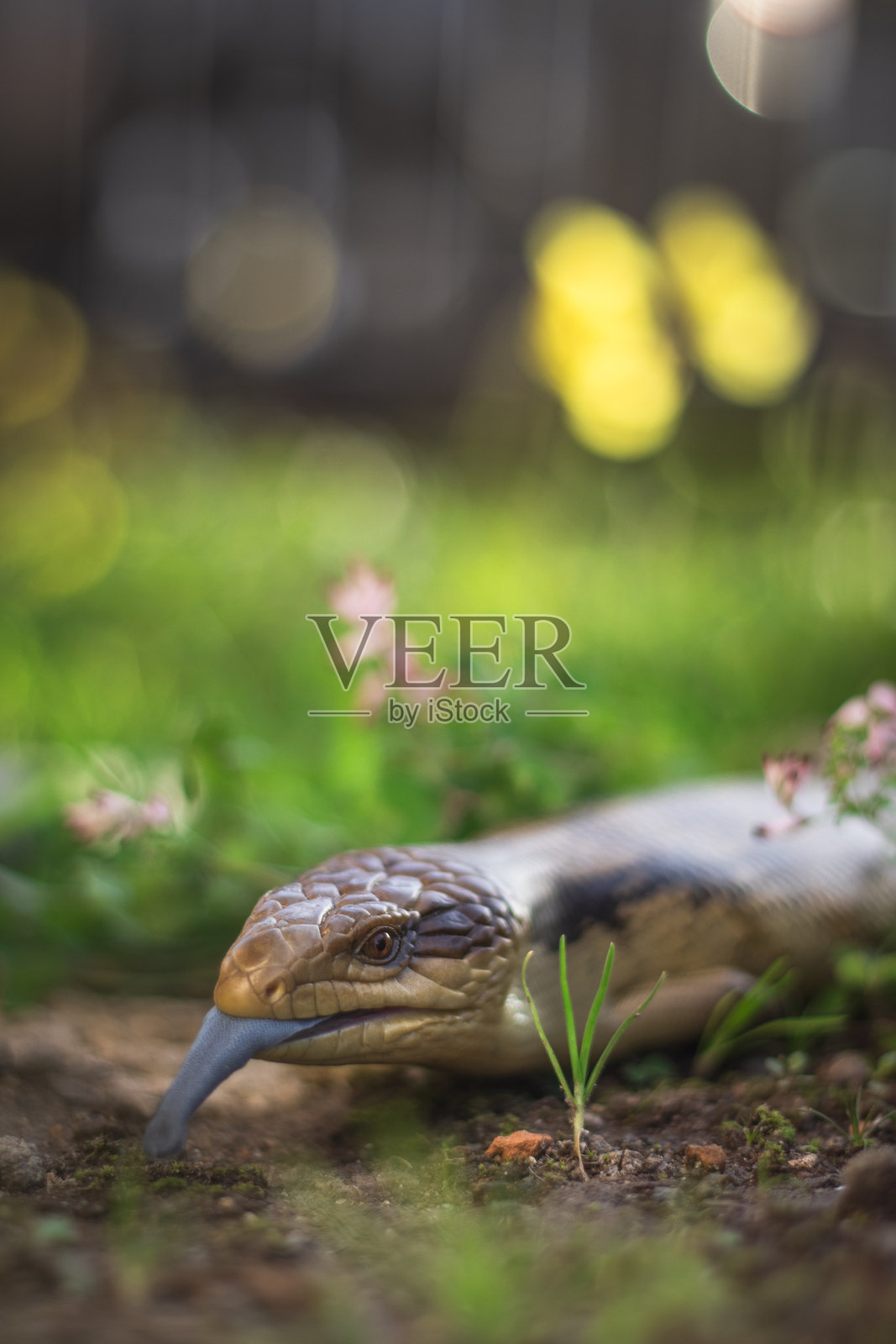 澳大利亚蓝舌蜥蜴的特写镜头照片摄影图片