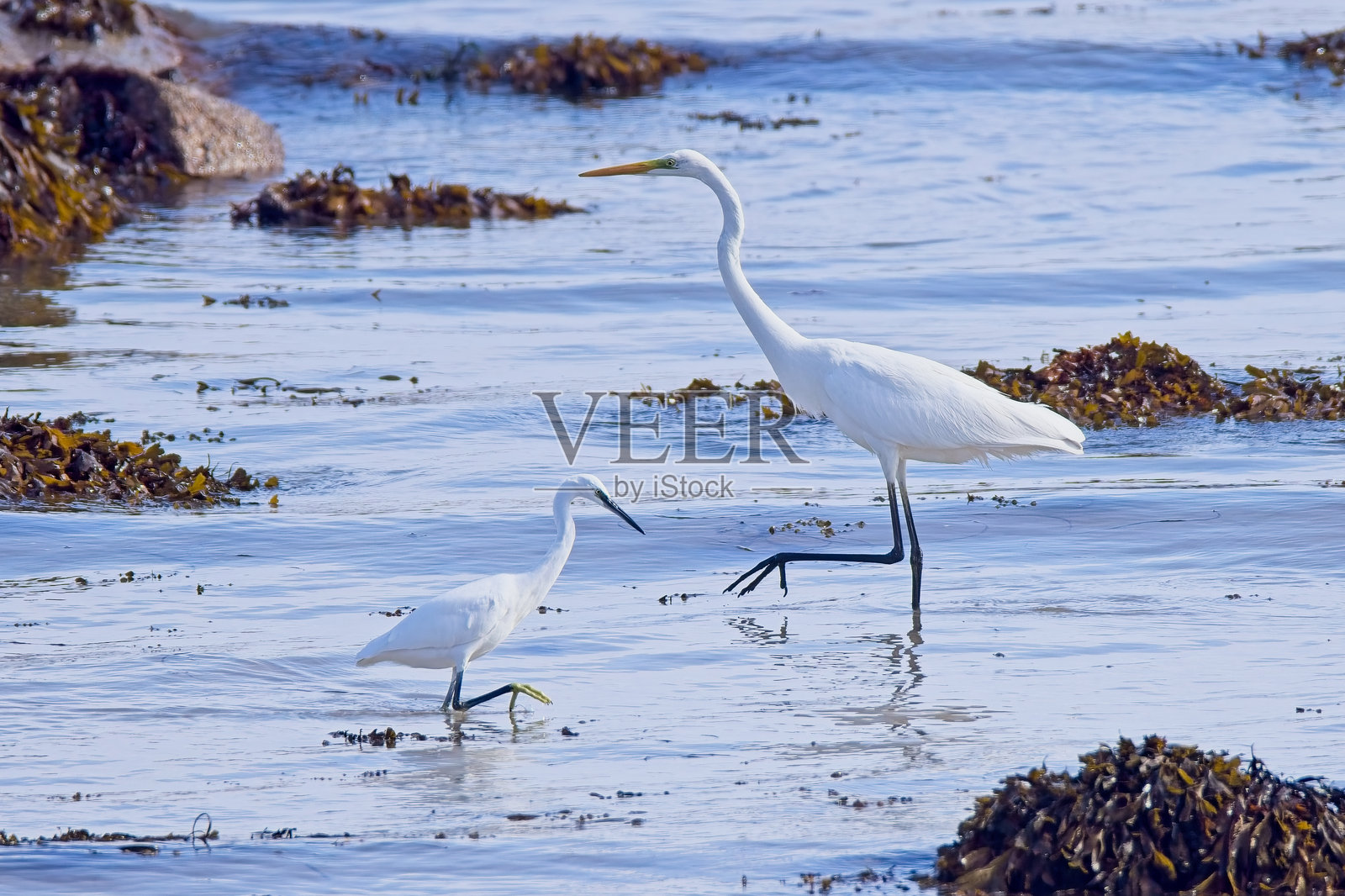 大白鹭在捕鱼照片摄影图片