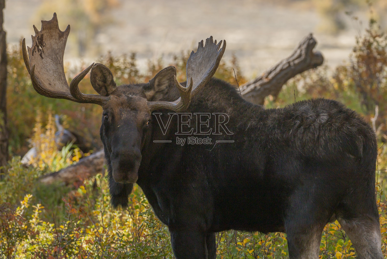 秋天的怀俄明州公牛麋鹿照片摄影图片