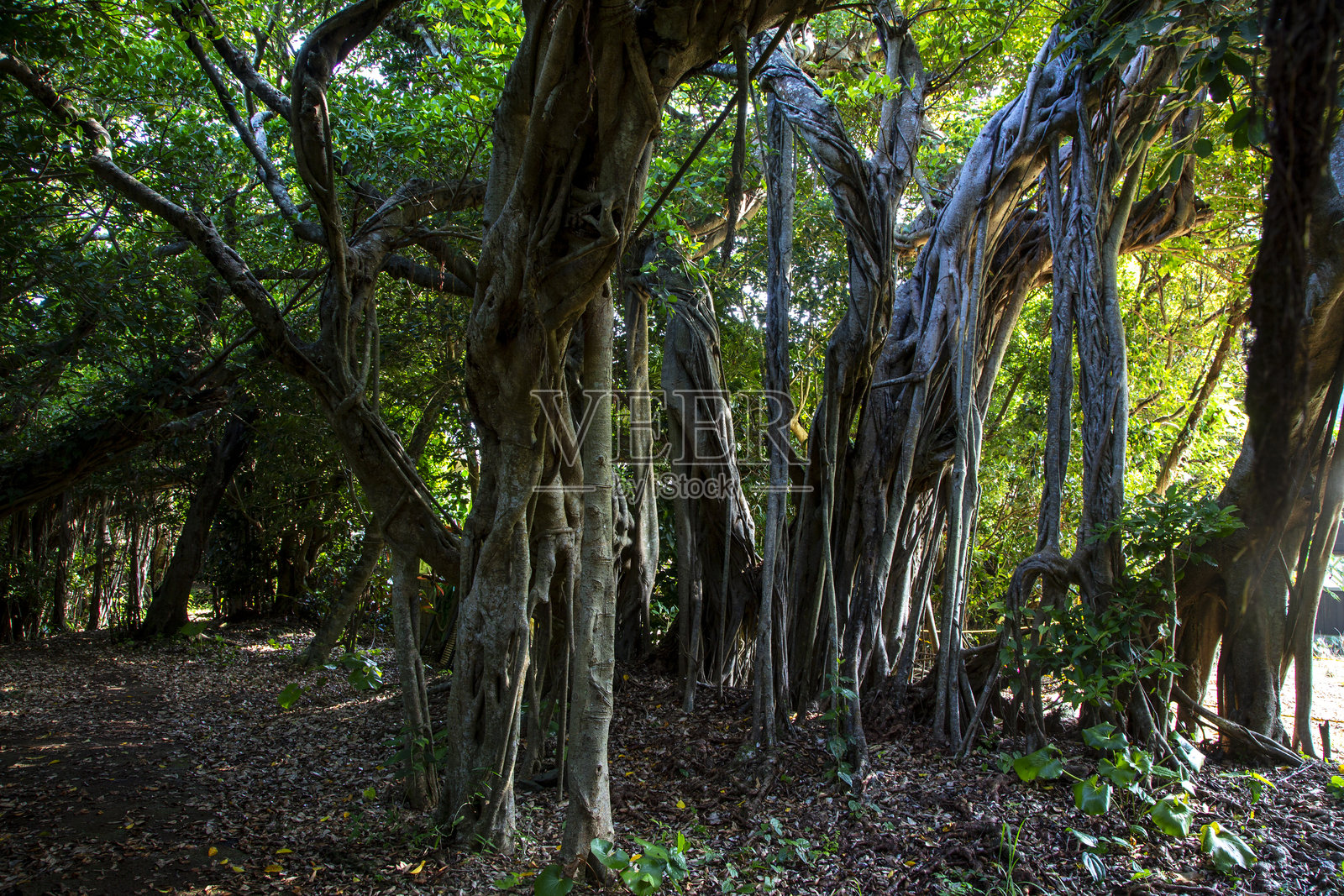 天草森林照片摄影图片