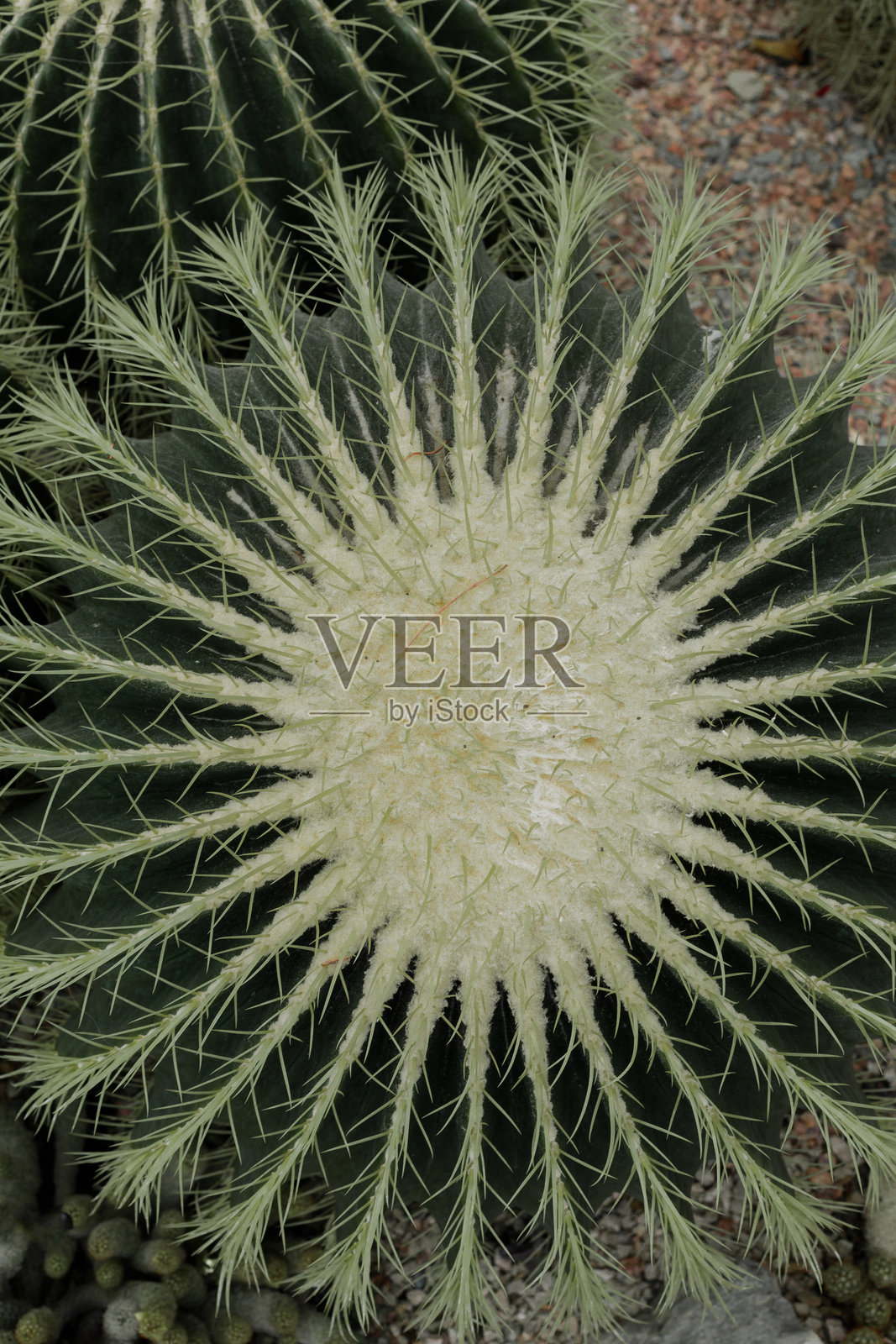 温室里的大型圆形仙人掌照片摄影图片