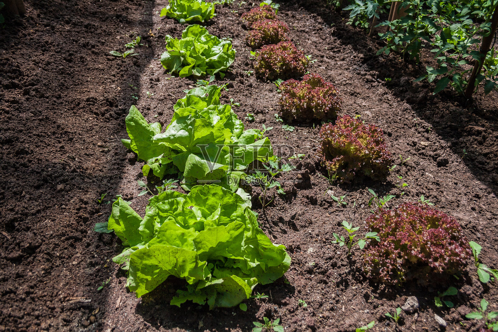 农田上植物生长的特写镜头照片摄影图片