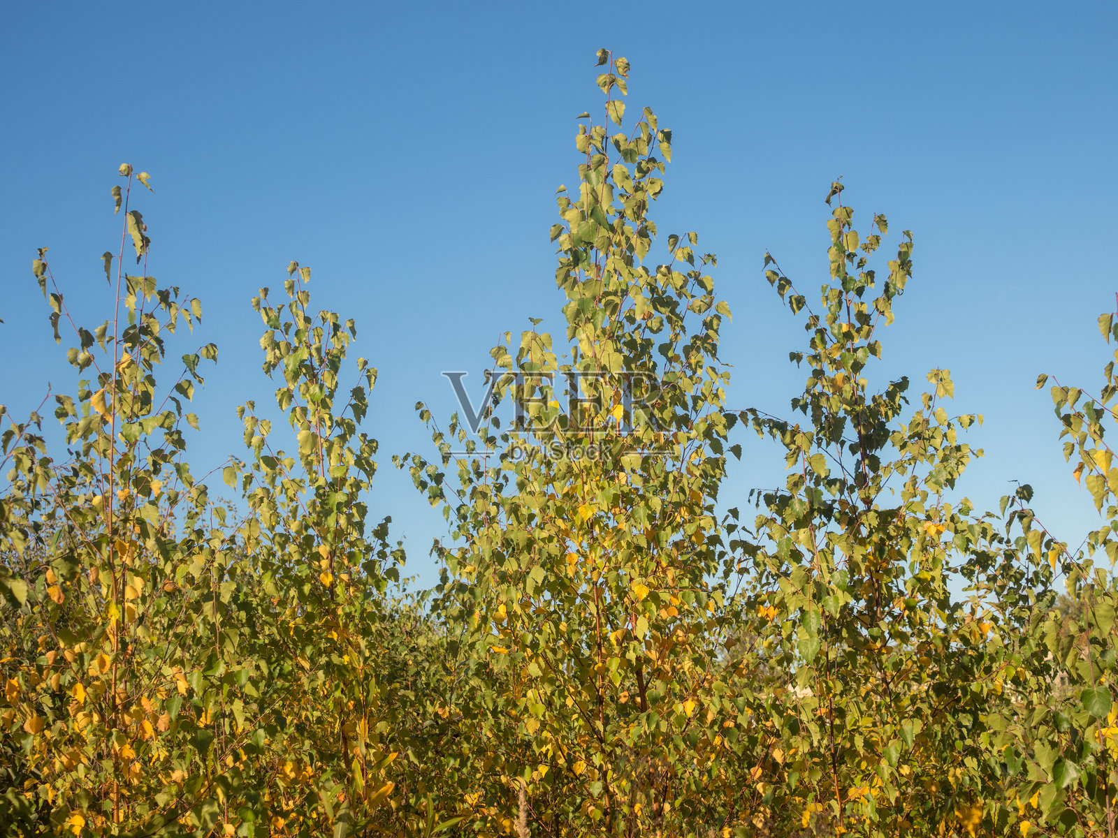 秋天的黄色和绿色桦树叶照片摄影图片
