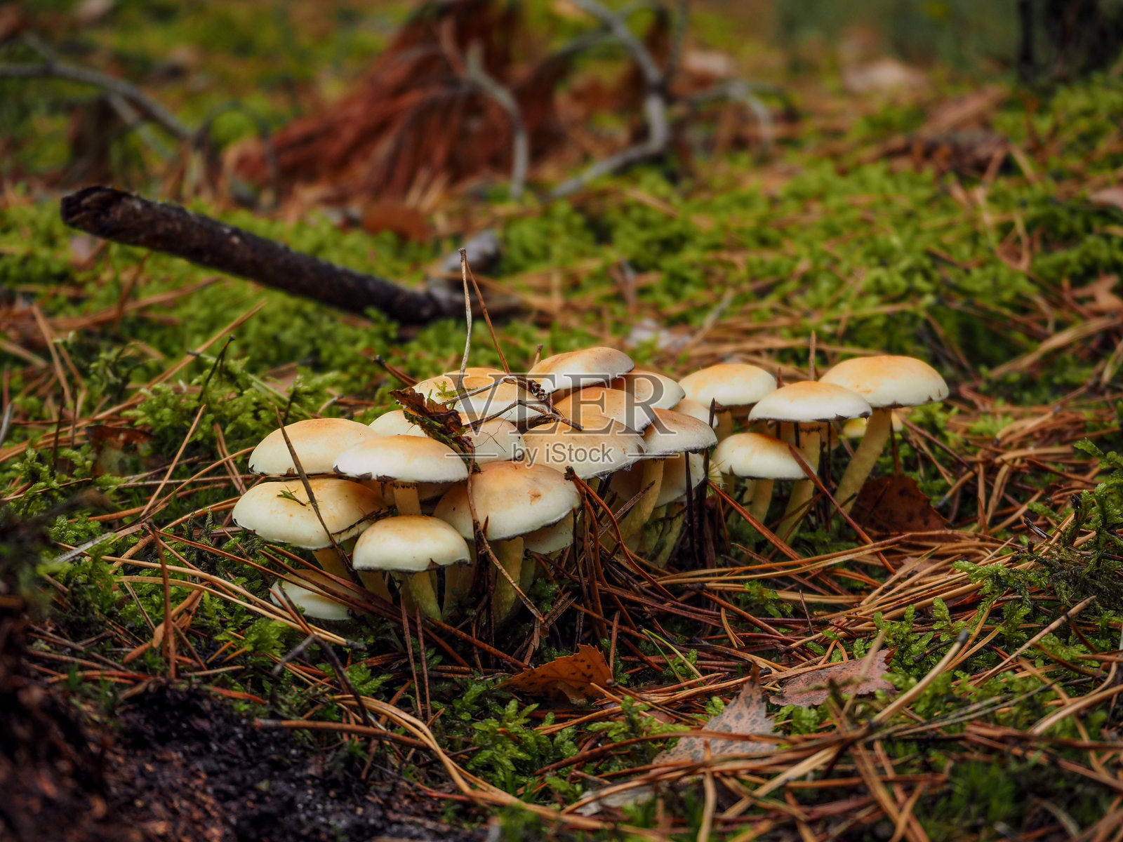 在波兰森林中发现的不可食用和有毒蘑菇照片摄影图片