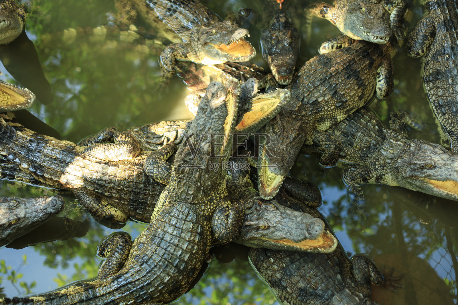 高角度视图的鳄鱼在湖中照片摄影图片