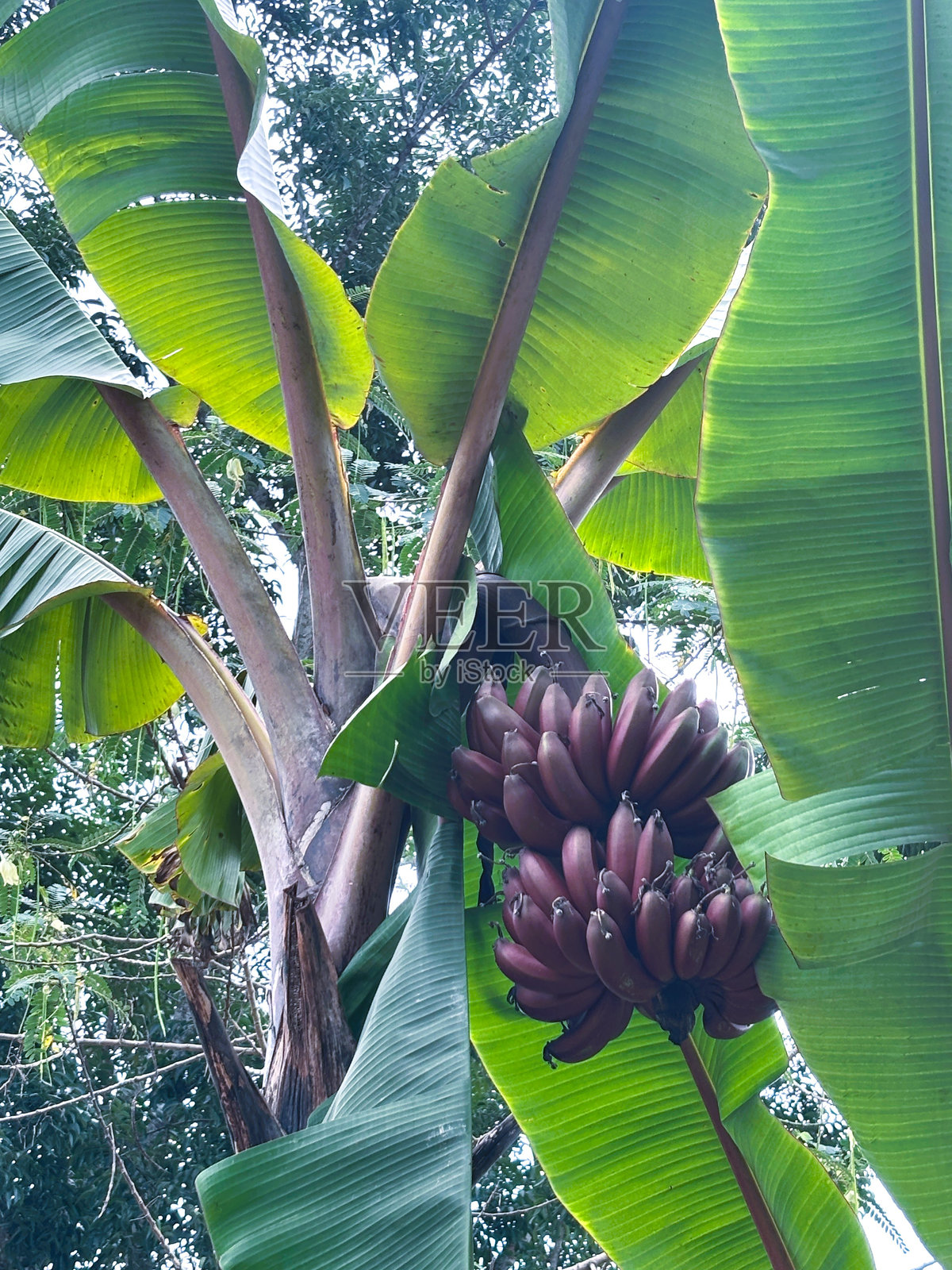 红香蕉树和果实 红香蕉（Musa acuminate） 芭蕉科照片摄影图片