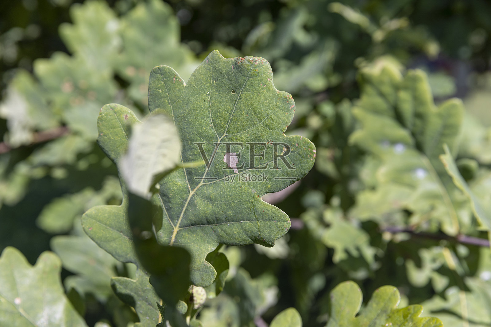夏季阳光明媚时的橡树照片摄影图片