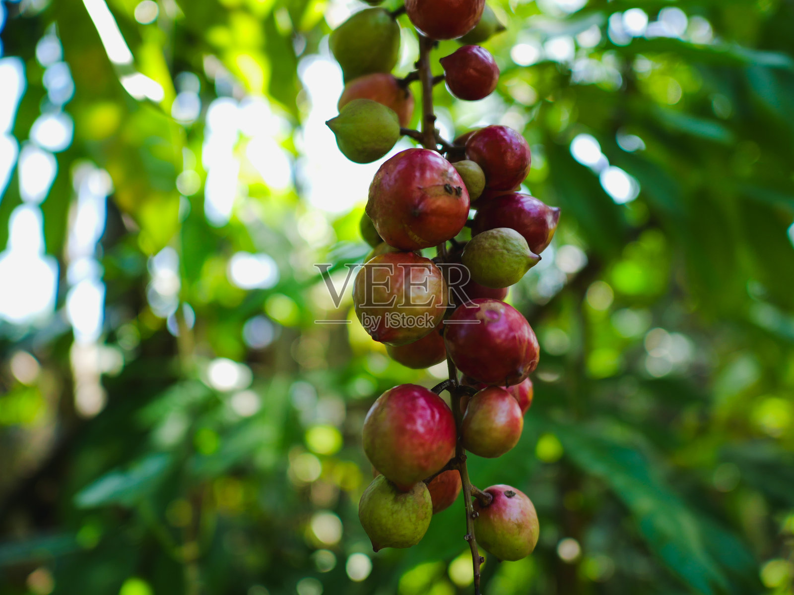 Cabralea oblongifoliola照片摄影图片