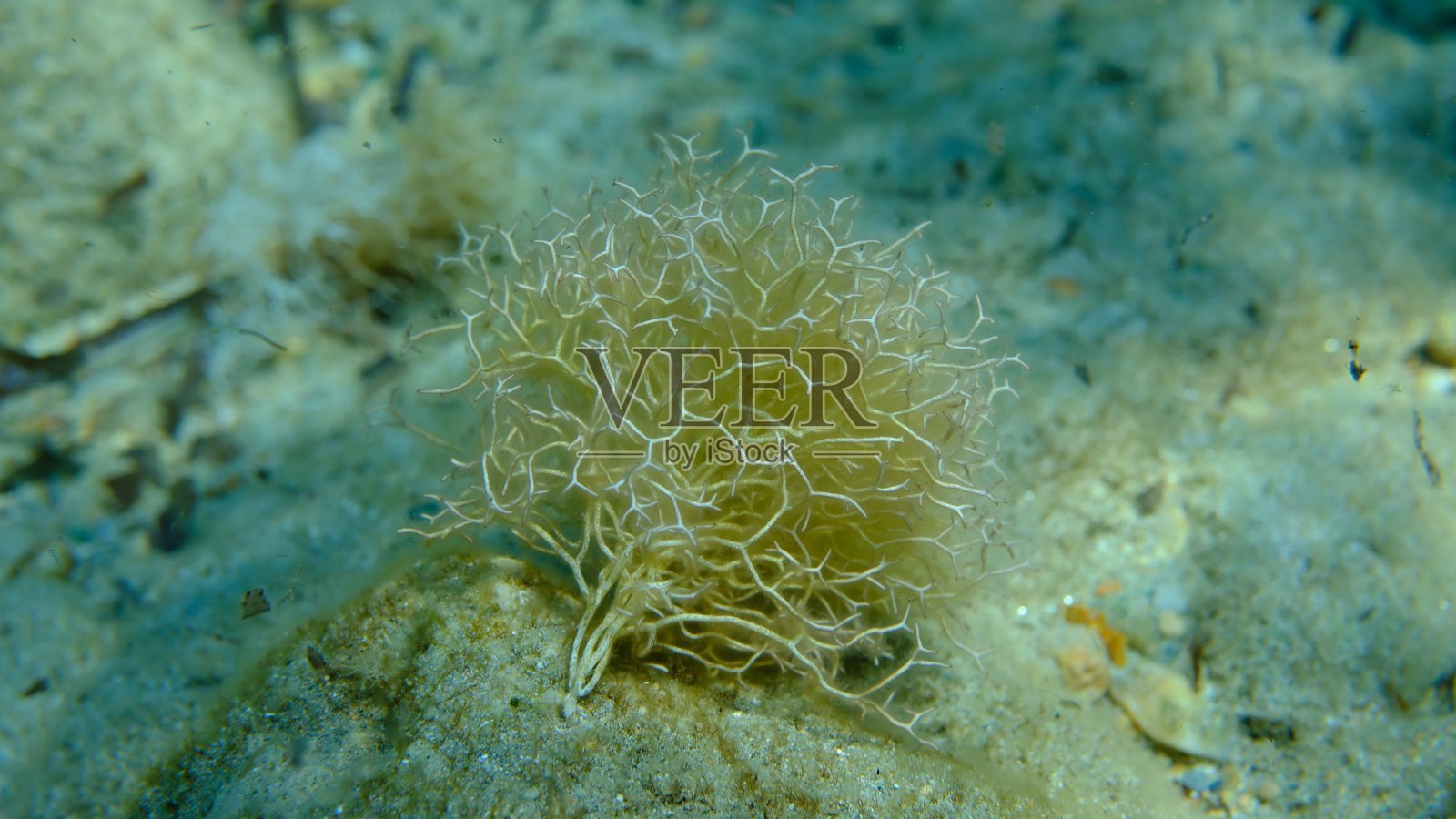 爱琴海下的红藻Amphiroa rigida照片摄影图片