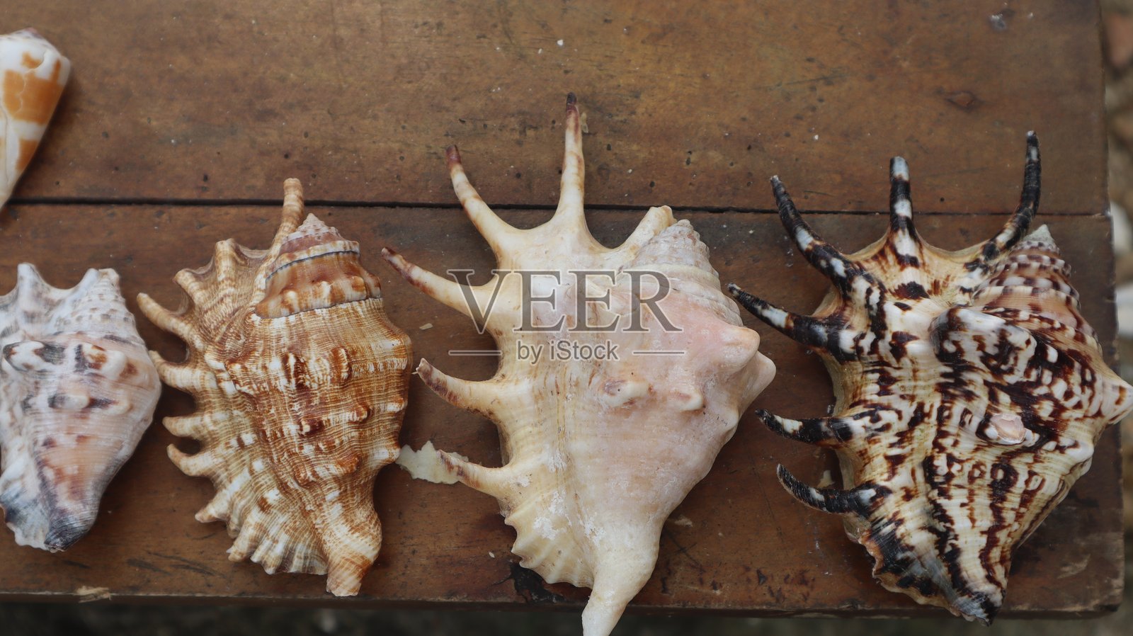 贝壳照片摄影图片