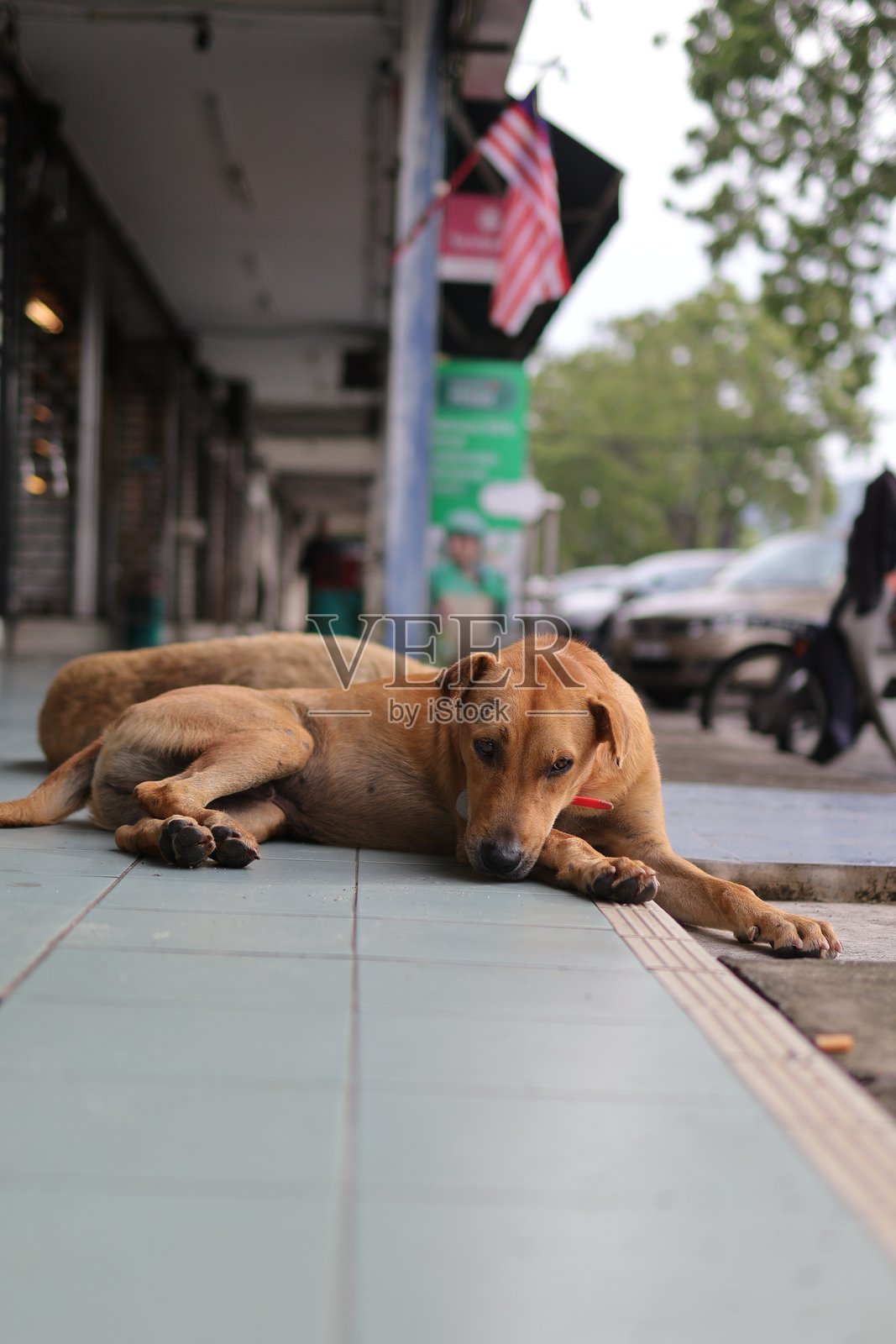 城市流浪狗在人行道上休息照片摄影图片