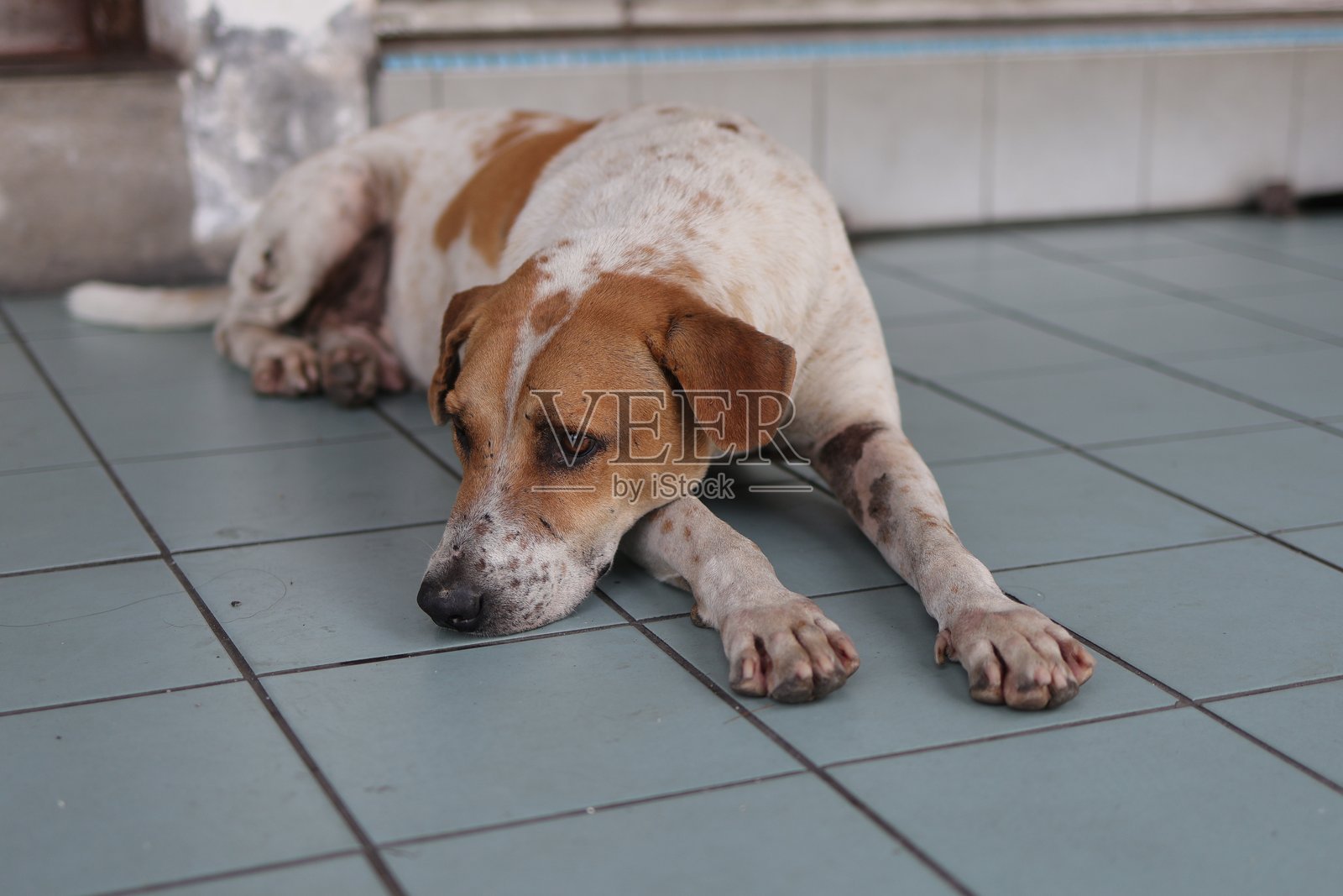 孤独的流浪狗在城市人行道上休息照片摄影图片