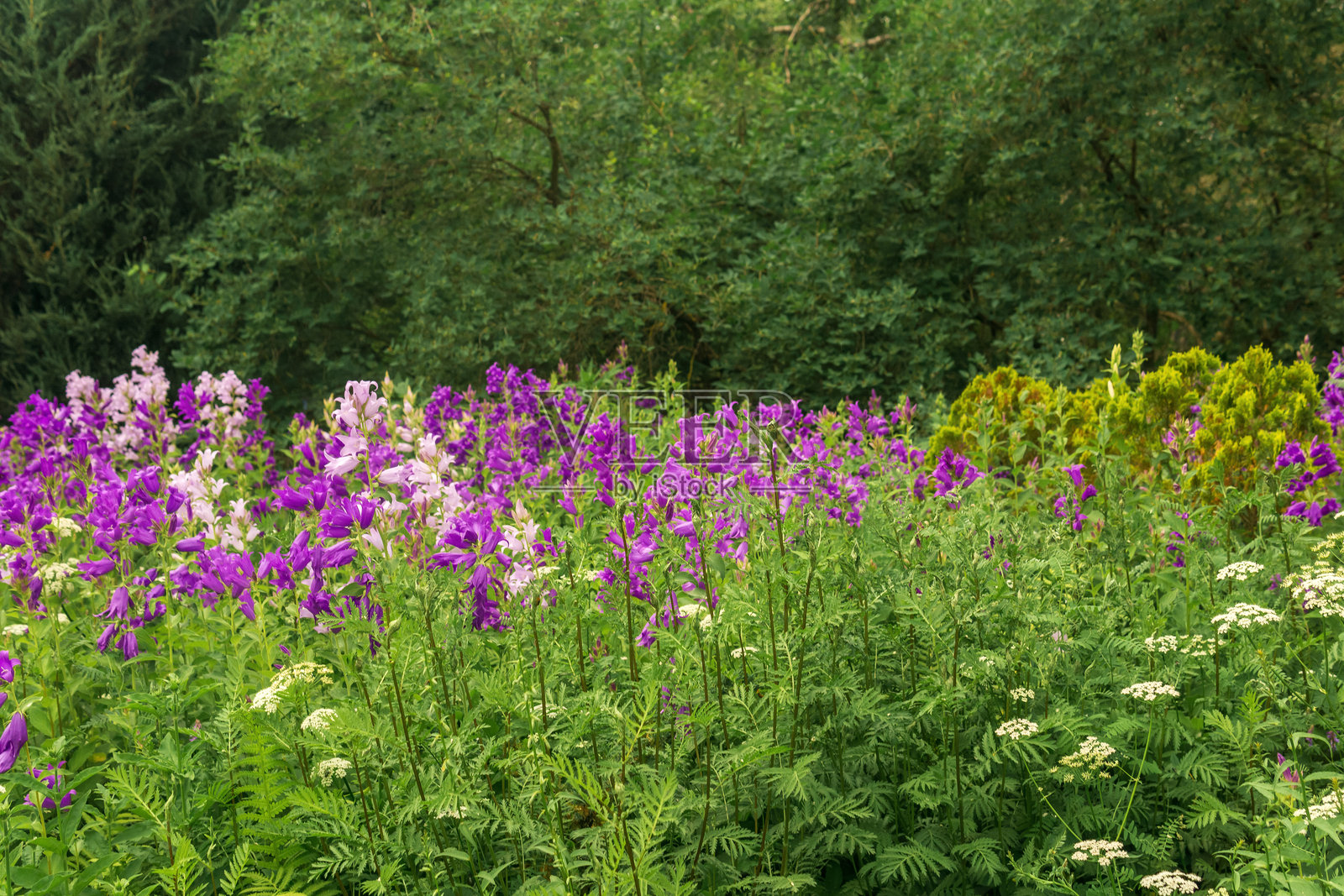 森林边缘的紫色铃花田野特写照片摄影图片