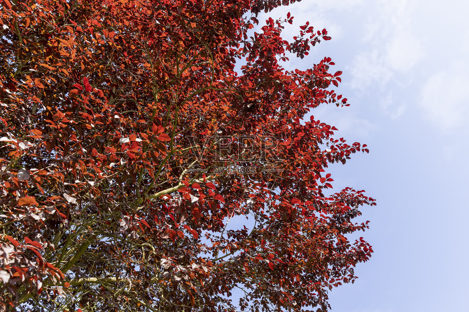 不寻常的红叶树与蓝天背景照片摄影图片
