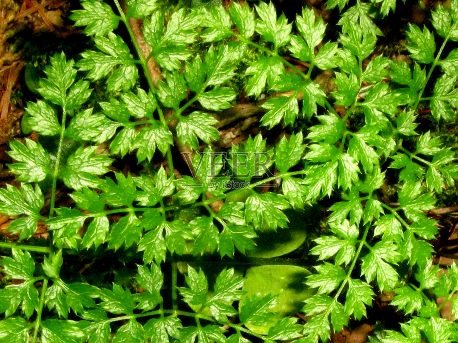 黄连或黄连植物照片摄影图片