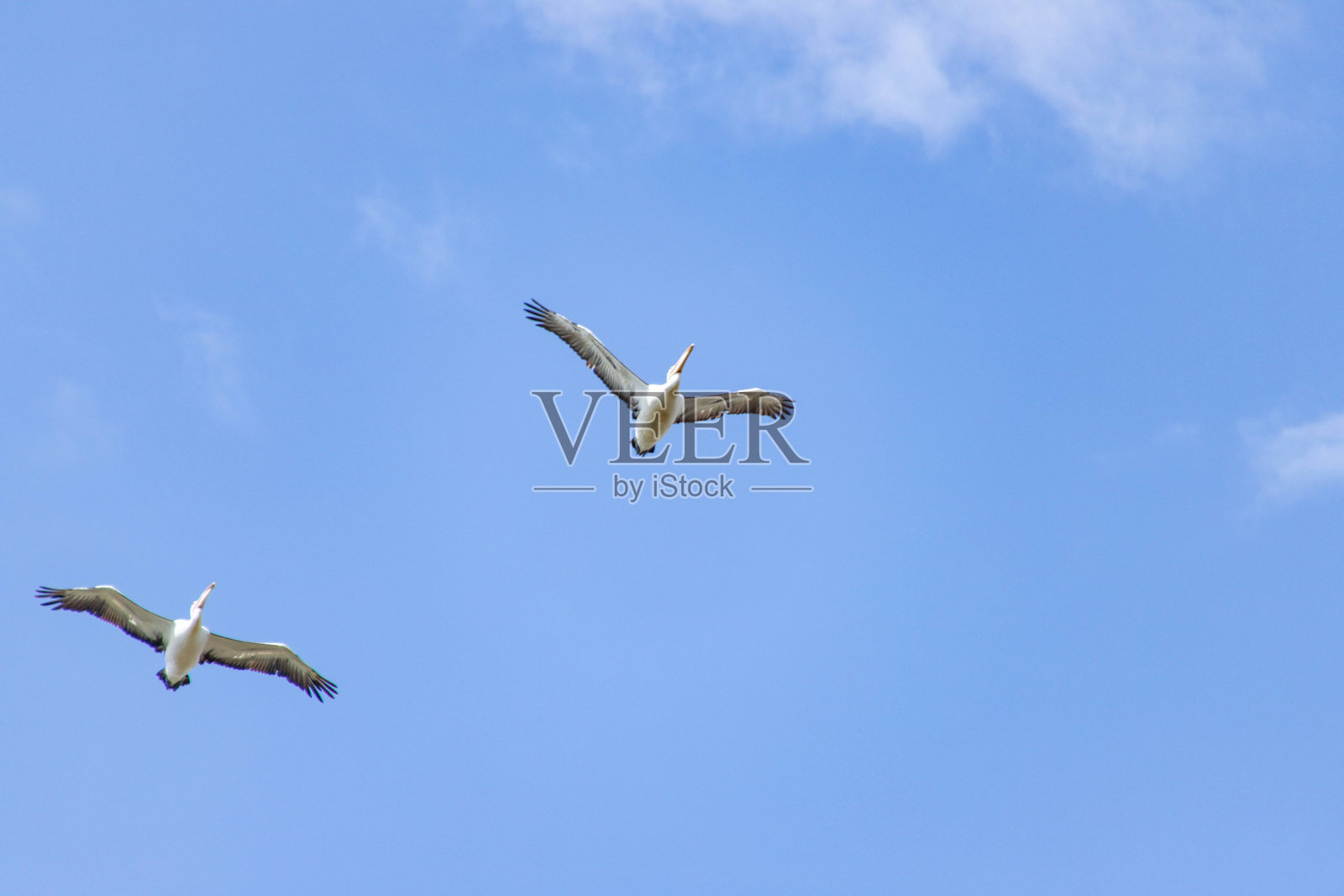 在蔚蓝天空高飞的鹈鹕照片摄影图片