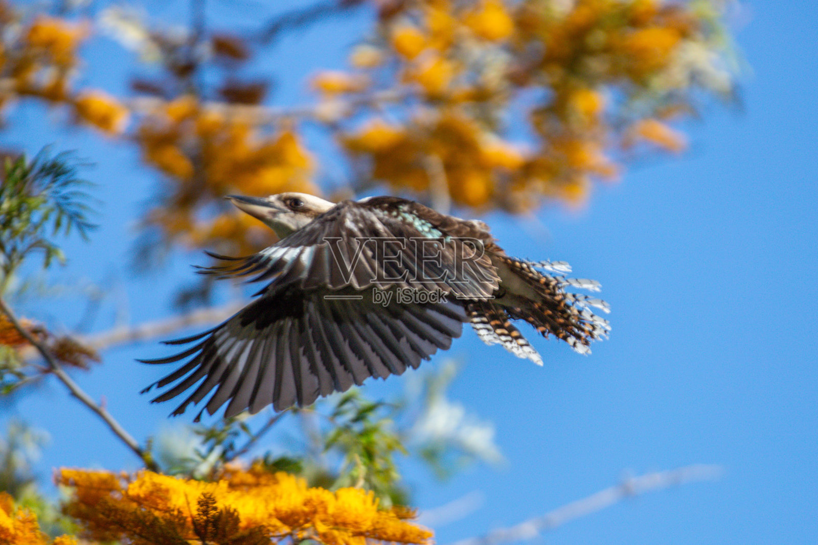 一只笑翠鸟在晴朗蓝天下飞行照片摄影图片