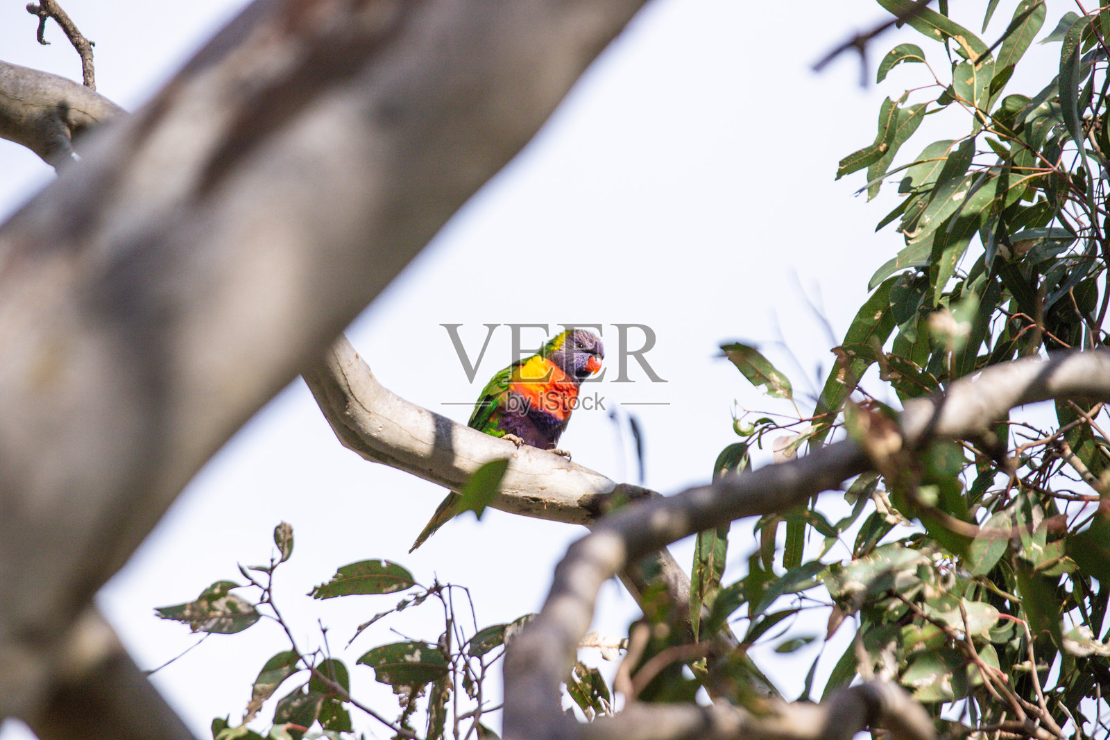 栖息在树枝上的彩色鹦鹉照片摄影图片